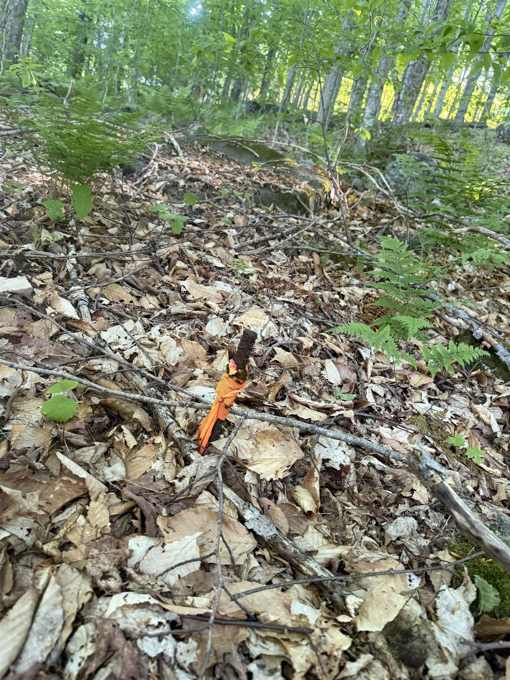Scattered Timber Road Property Photo 18