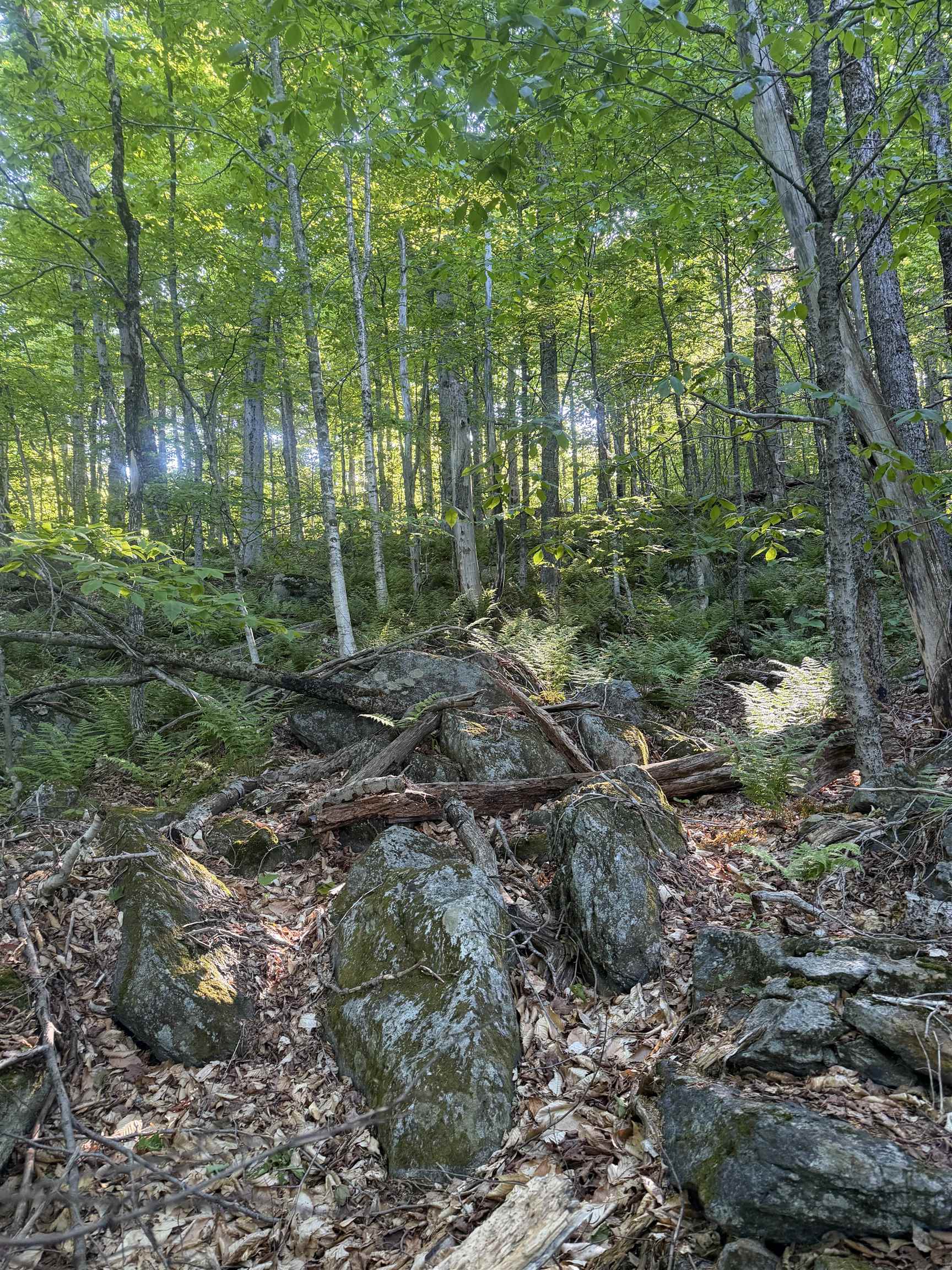 Scattered Timber Road Property Photo 19