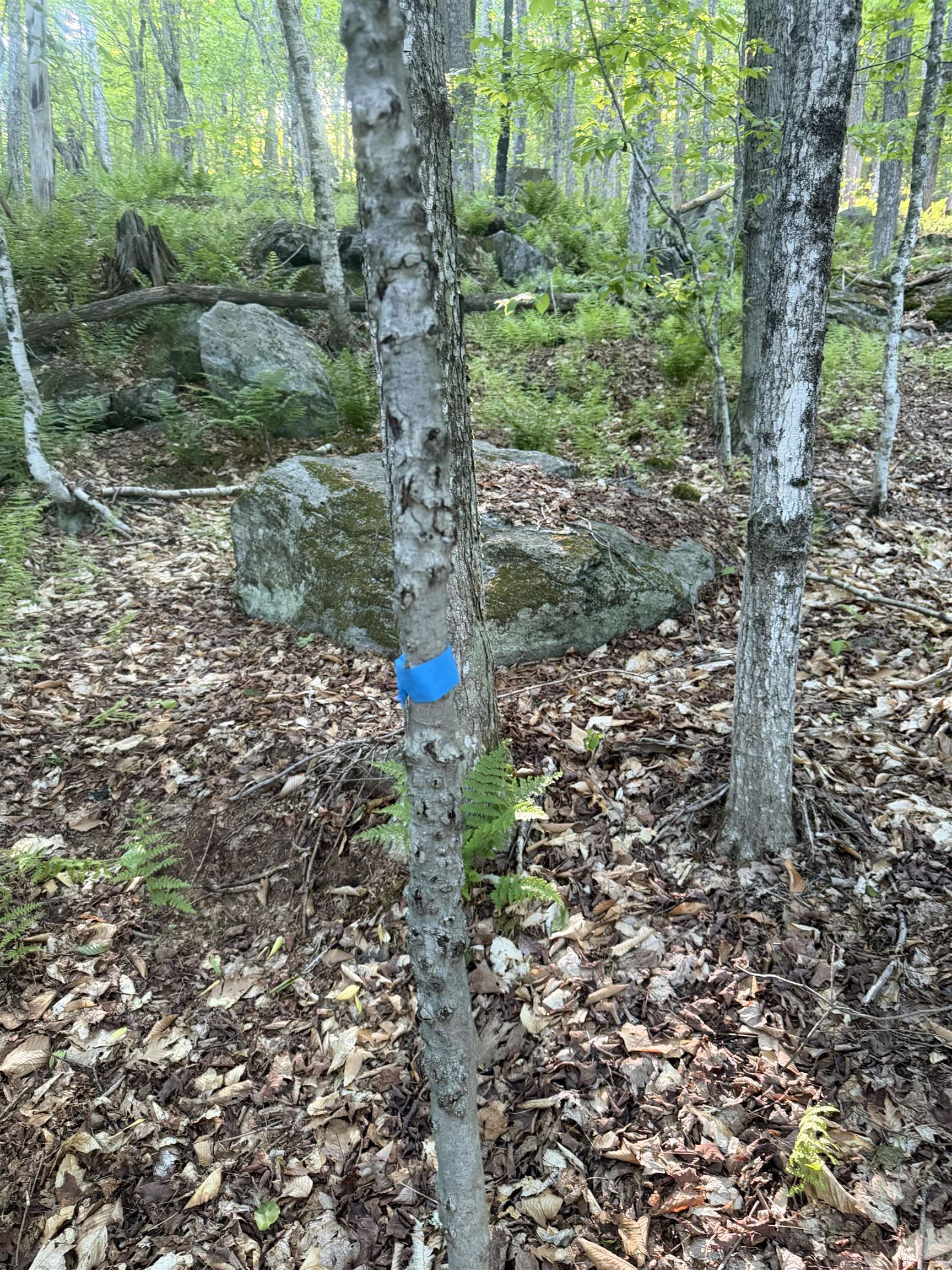 Scattered Timber Road Property Photo 20