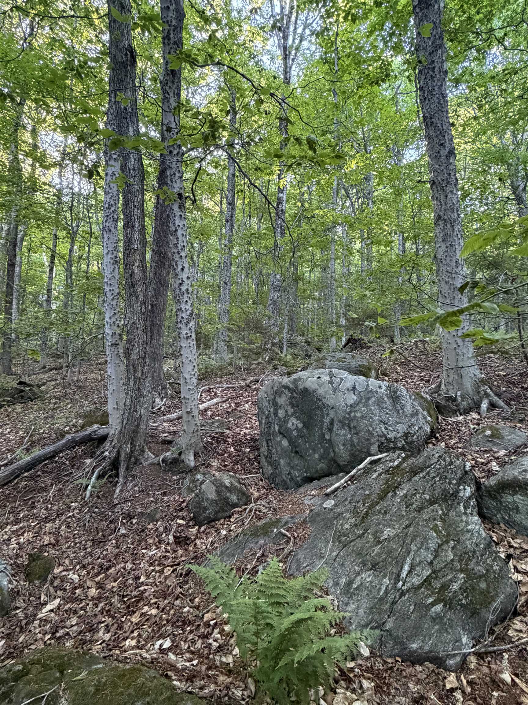 Scattered Timber Road Property Photo 21