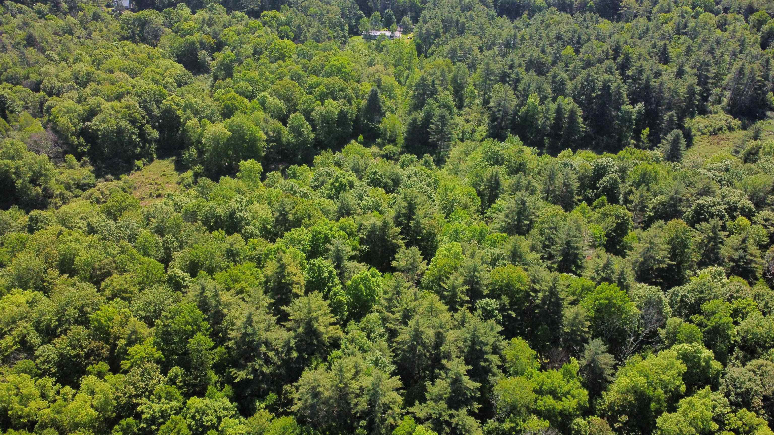 00 Bull Frog Hollow Road Property Photo 14
