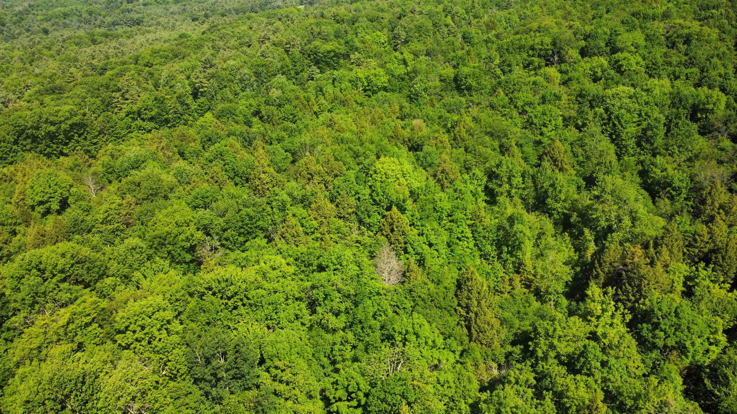 00 Bull Frog Hollow Road Property Photo 18