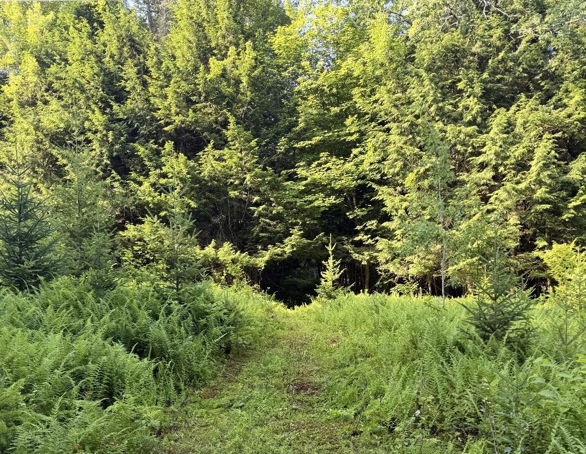 0 Roaring Brook Road Property Photo 4