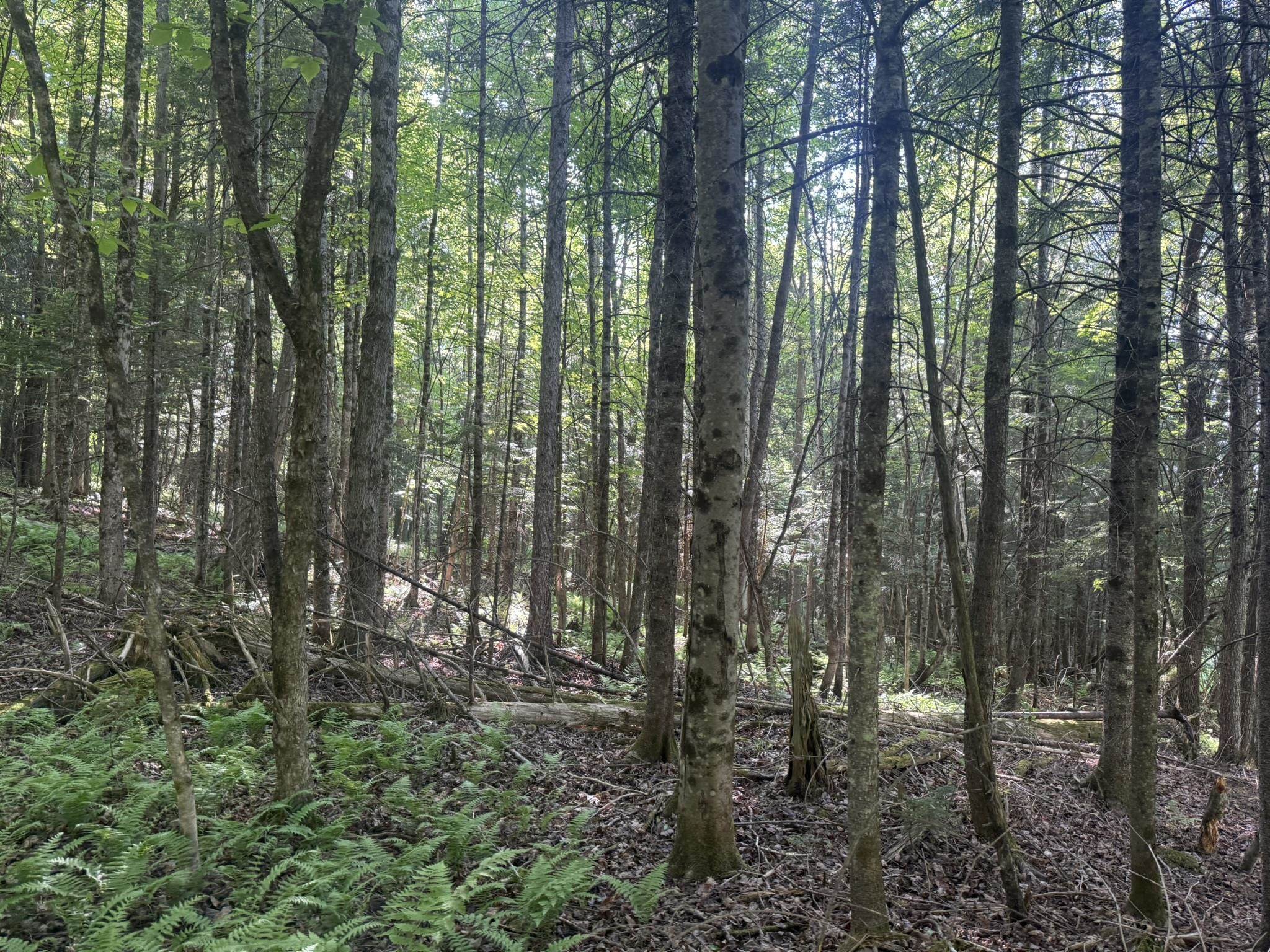 0 Roaring Brook Road Property Photo 6
