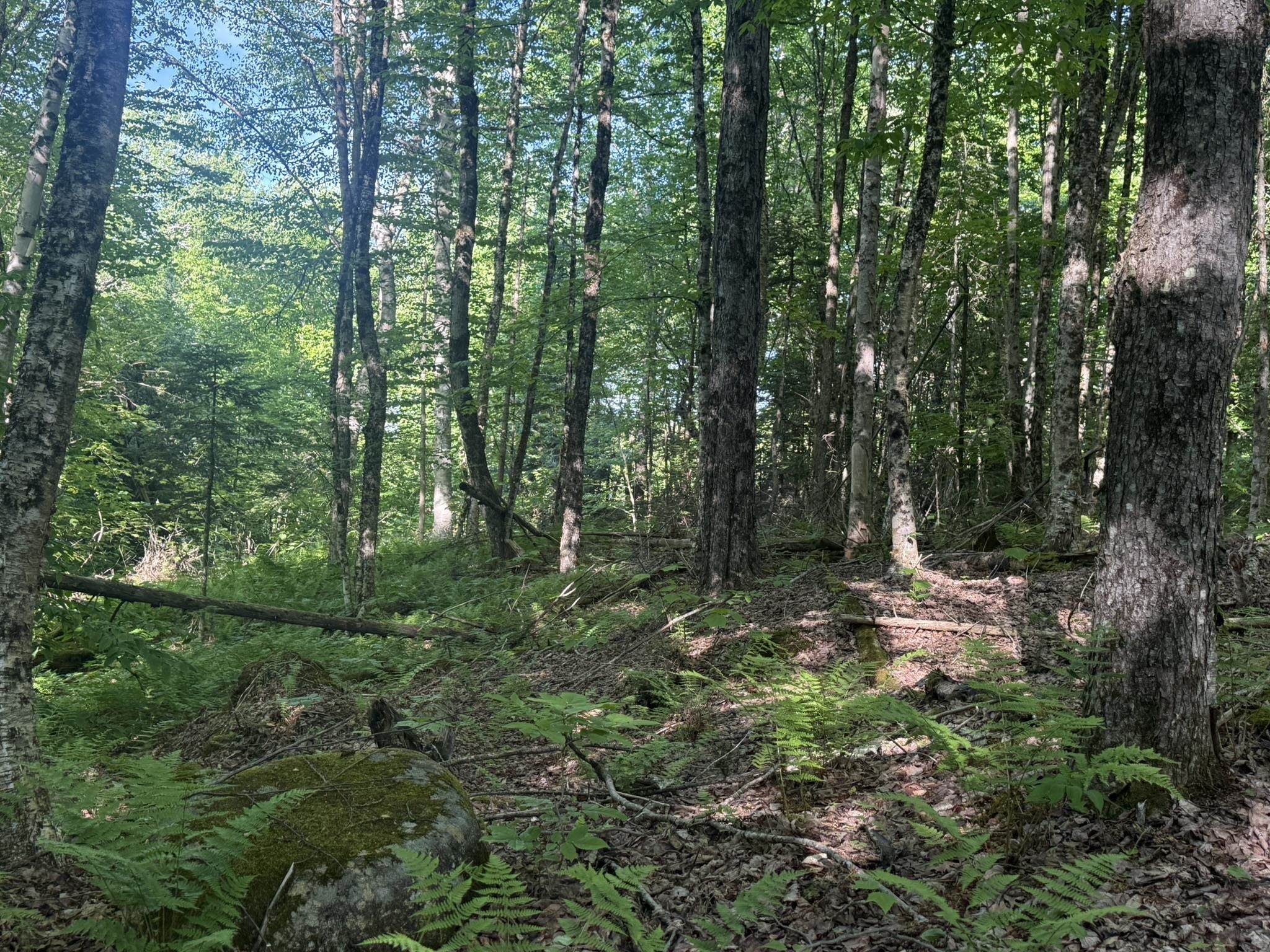 0 Roaring Brook Road Property Photo 7