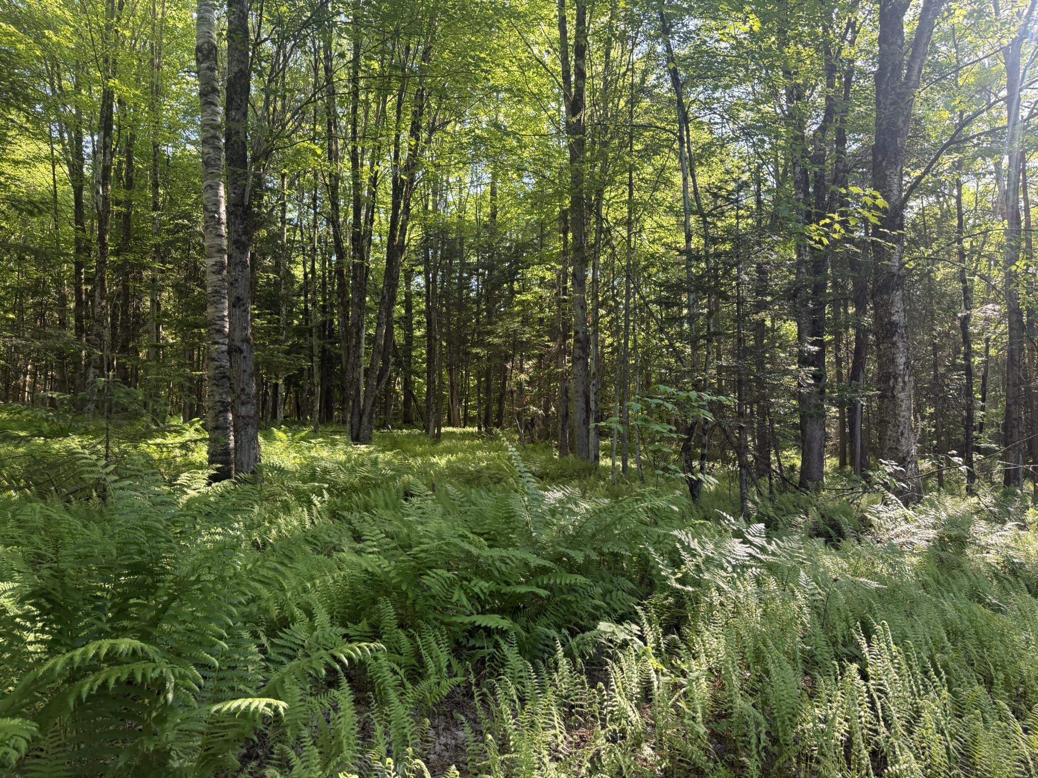 0 Roaring Brook Road Property Photo 19