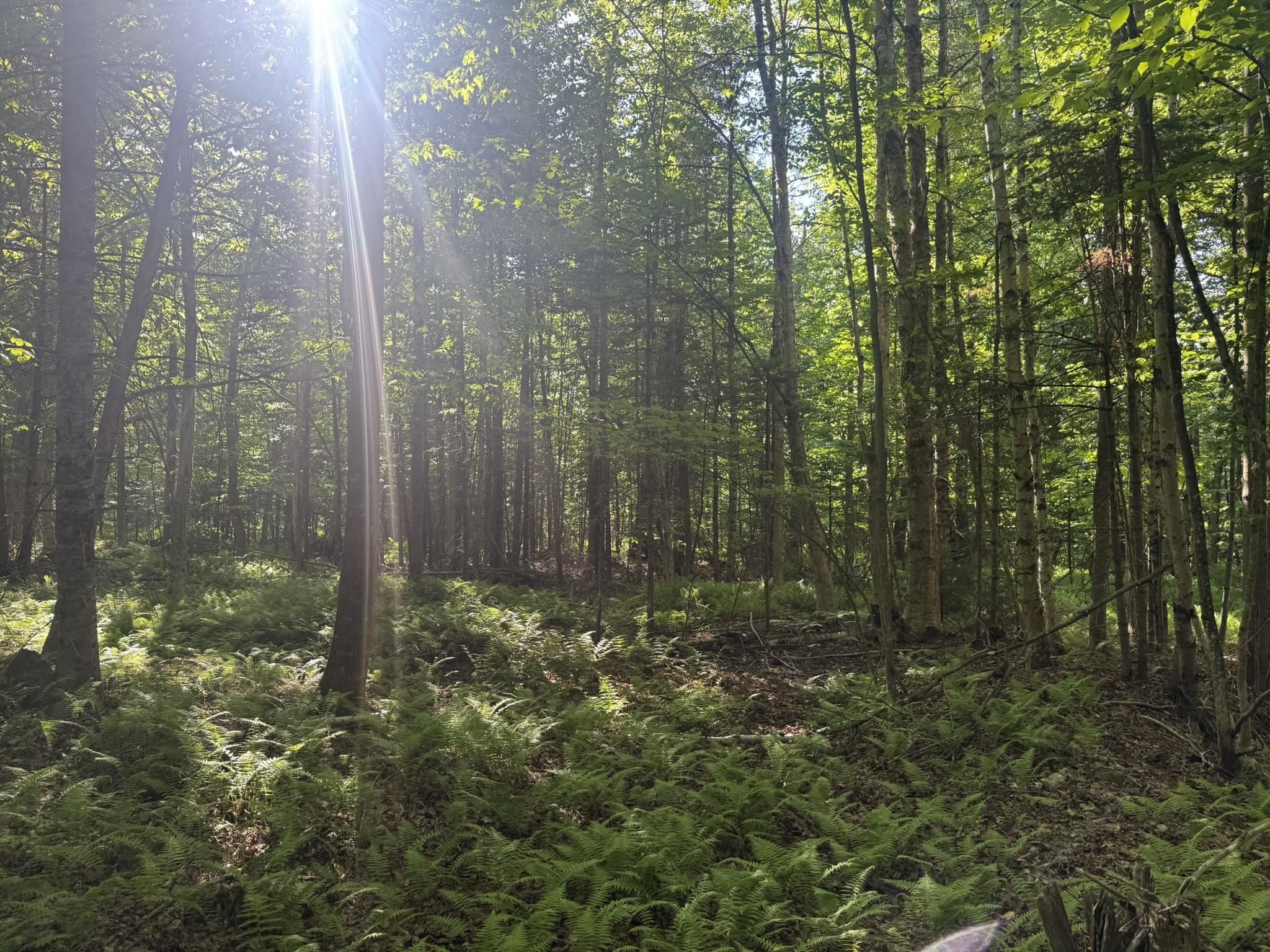 0 Roaring Brook Road Property Photo 20