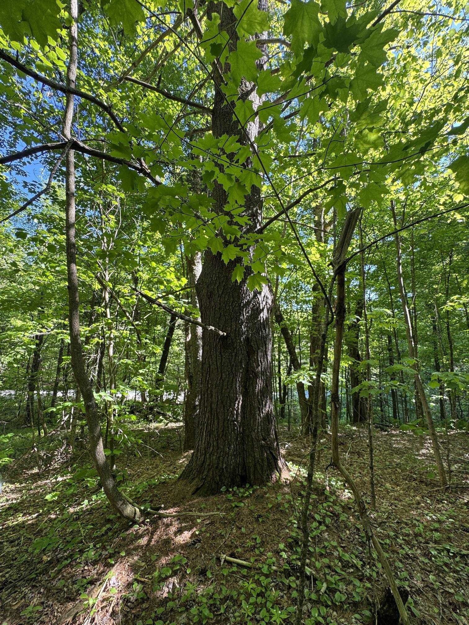 2800 Dugar Brook Road Property Photo 2