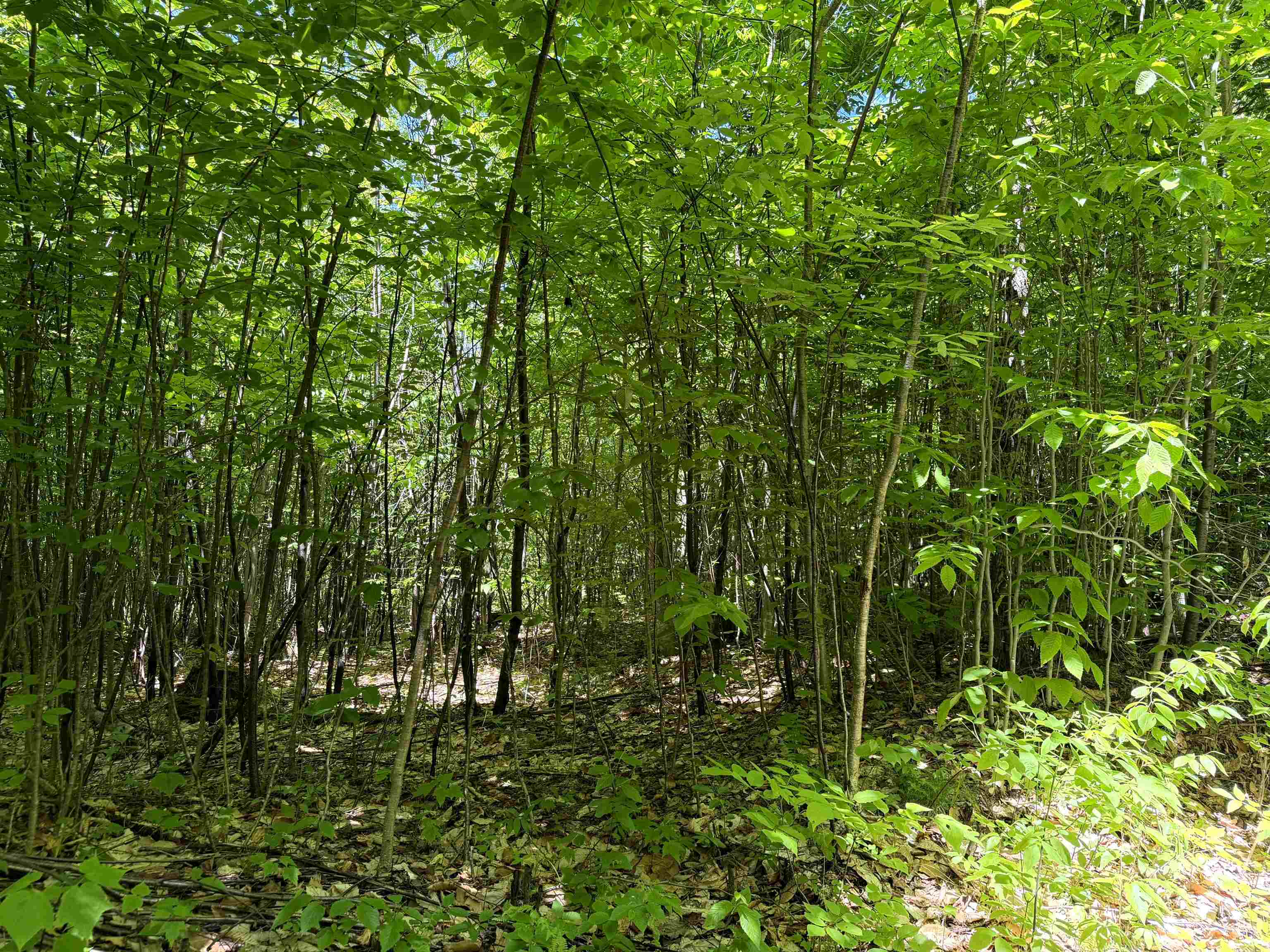 0 Georges Boulevard Property Photo 14
