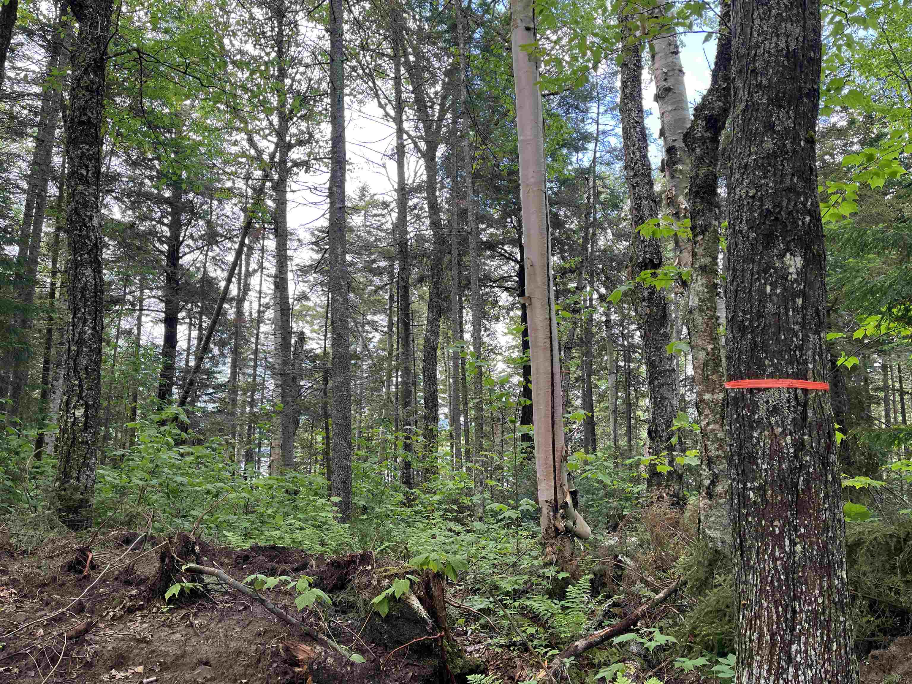 248 Cowan Road Property Photo 24