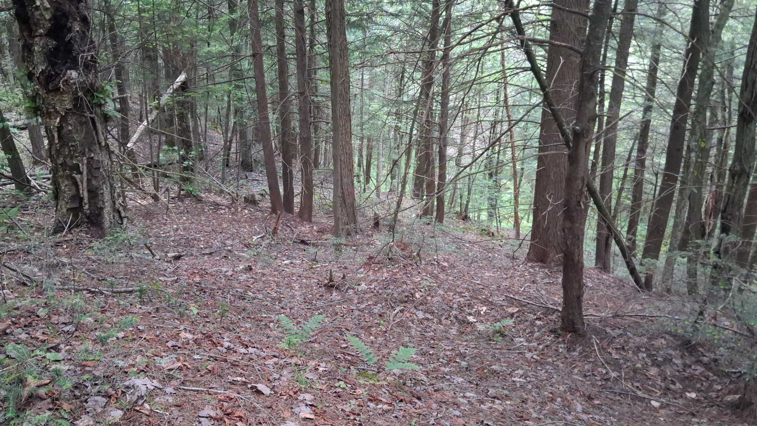 Lot 15 +37 Acre Spruce Lane Property Photo 2