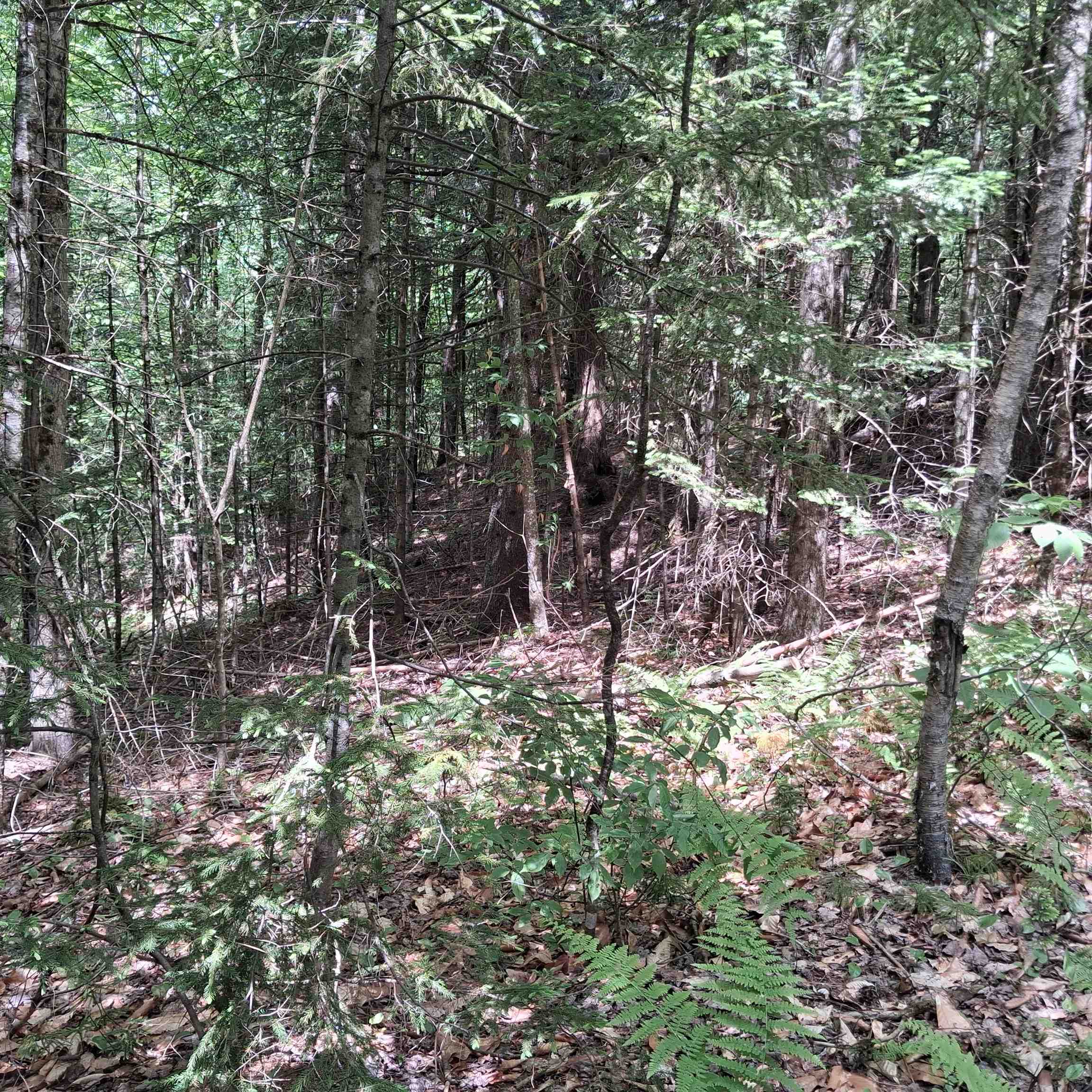 Lot 15 +37 Acre Spruce Lane Property Photo 3