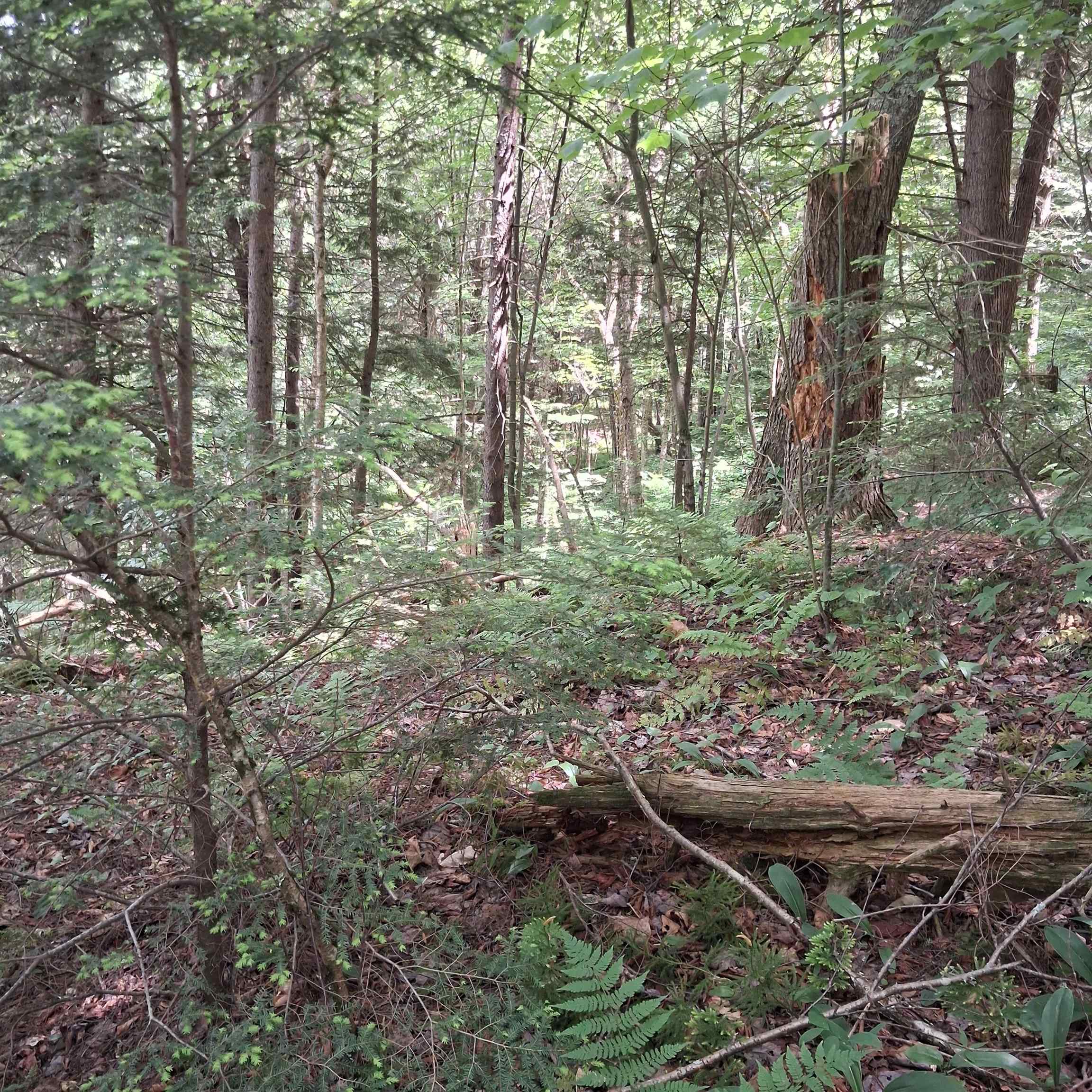 Lot 15 +37 Acre Spruce Lane Property Photo 4