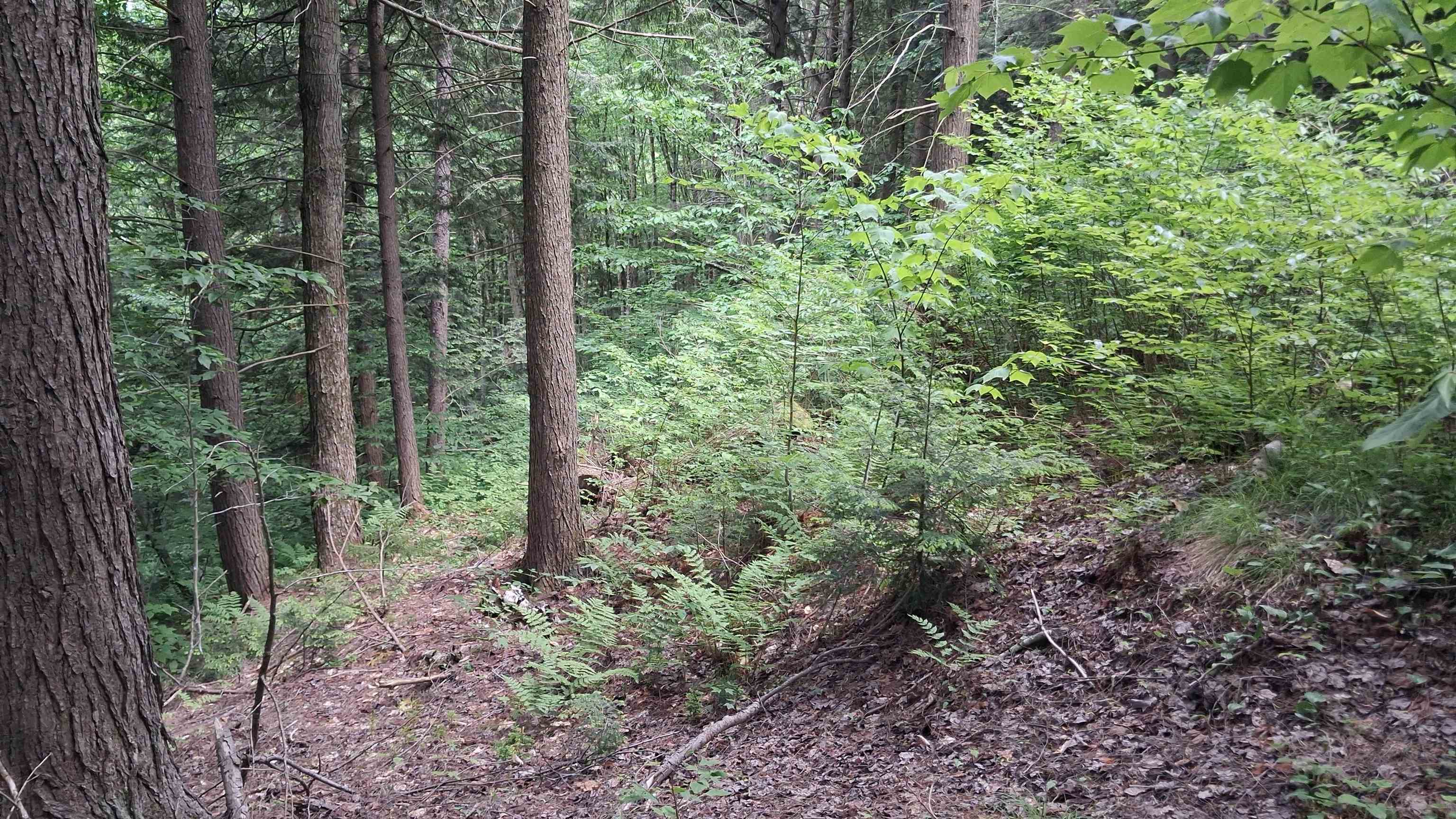 Lot 15 +37 Acre Spruce Lane Property Photo 5