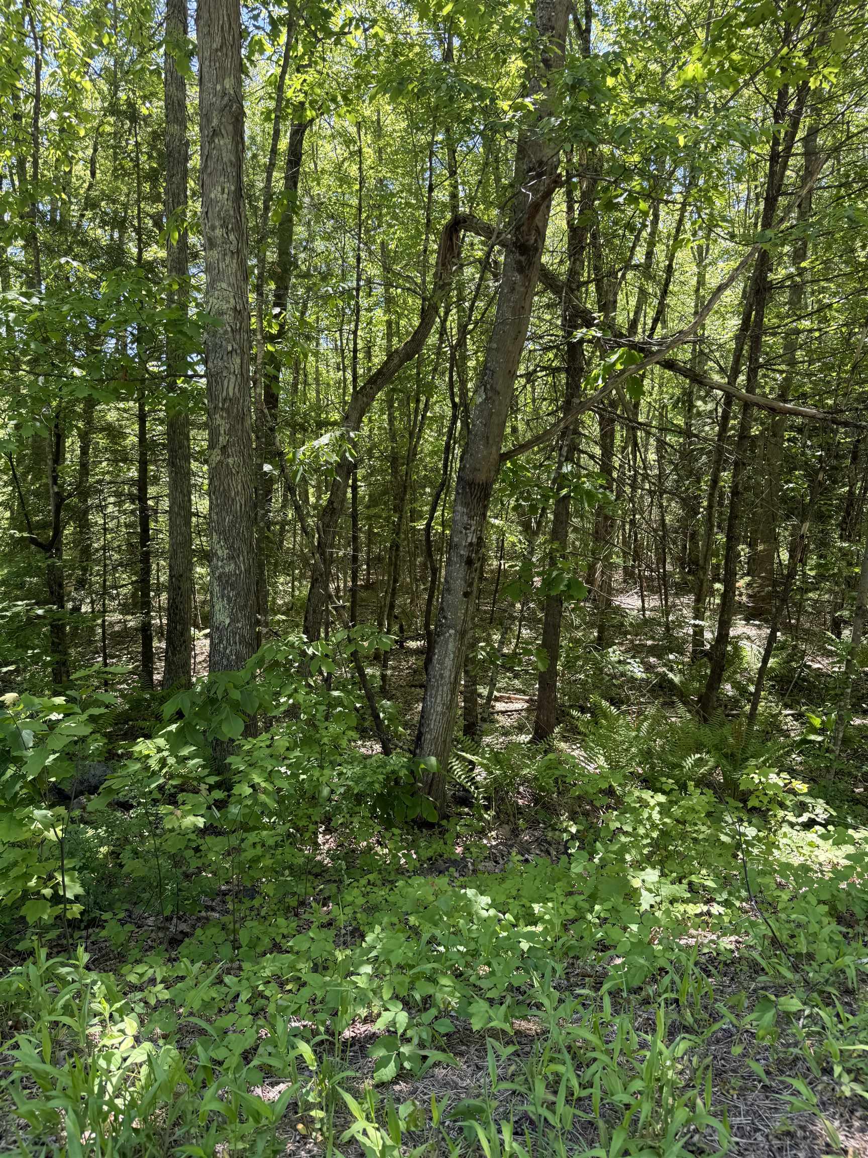 Lot 33, 34, 35 Washington Street Property Photo 14
