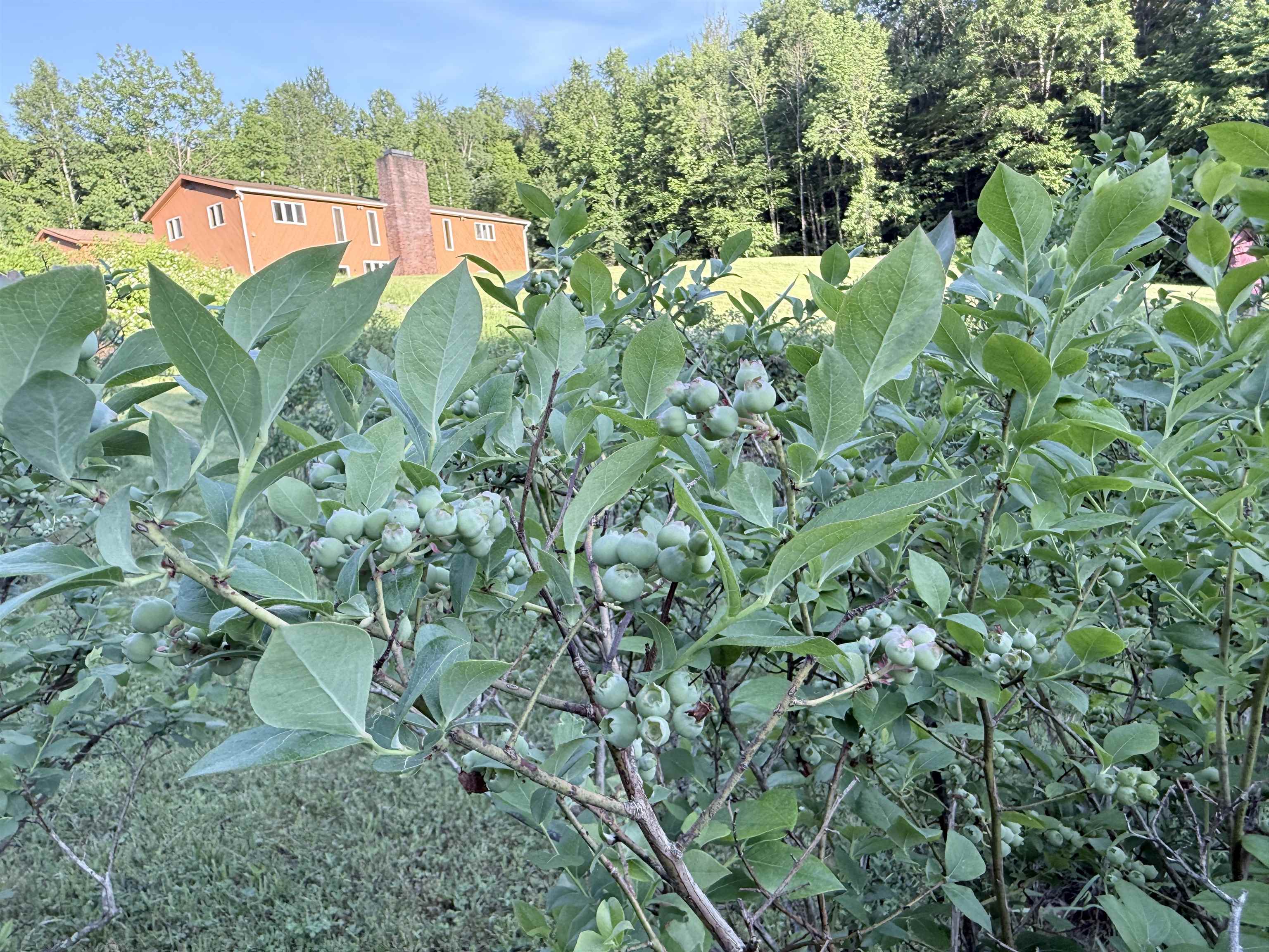 498 Town Line Road Property Photo 49