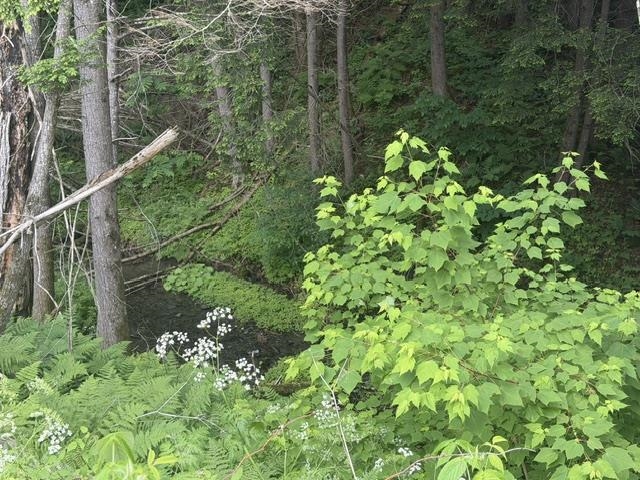6160 Vt Route 66 Road Property Photo 19