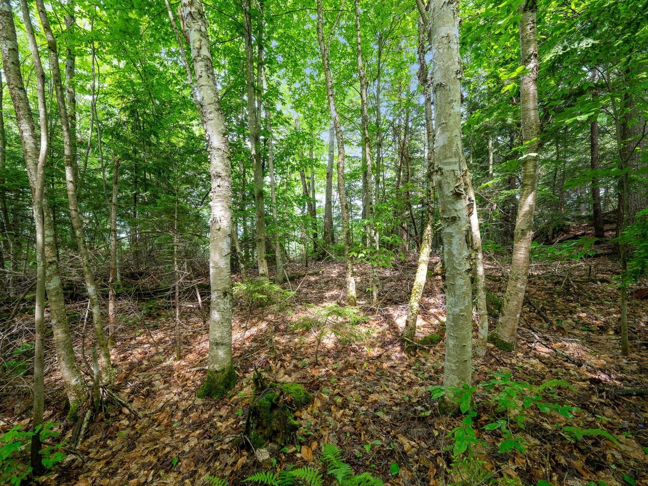 Tbd Sholan Road Property Photo 15