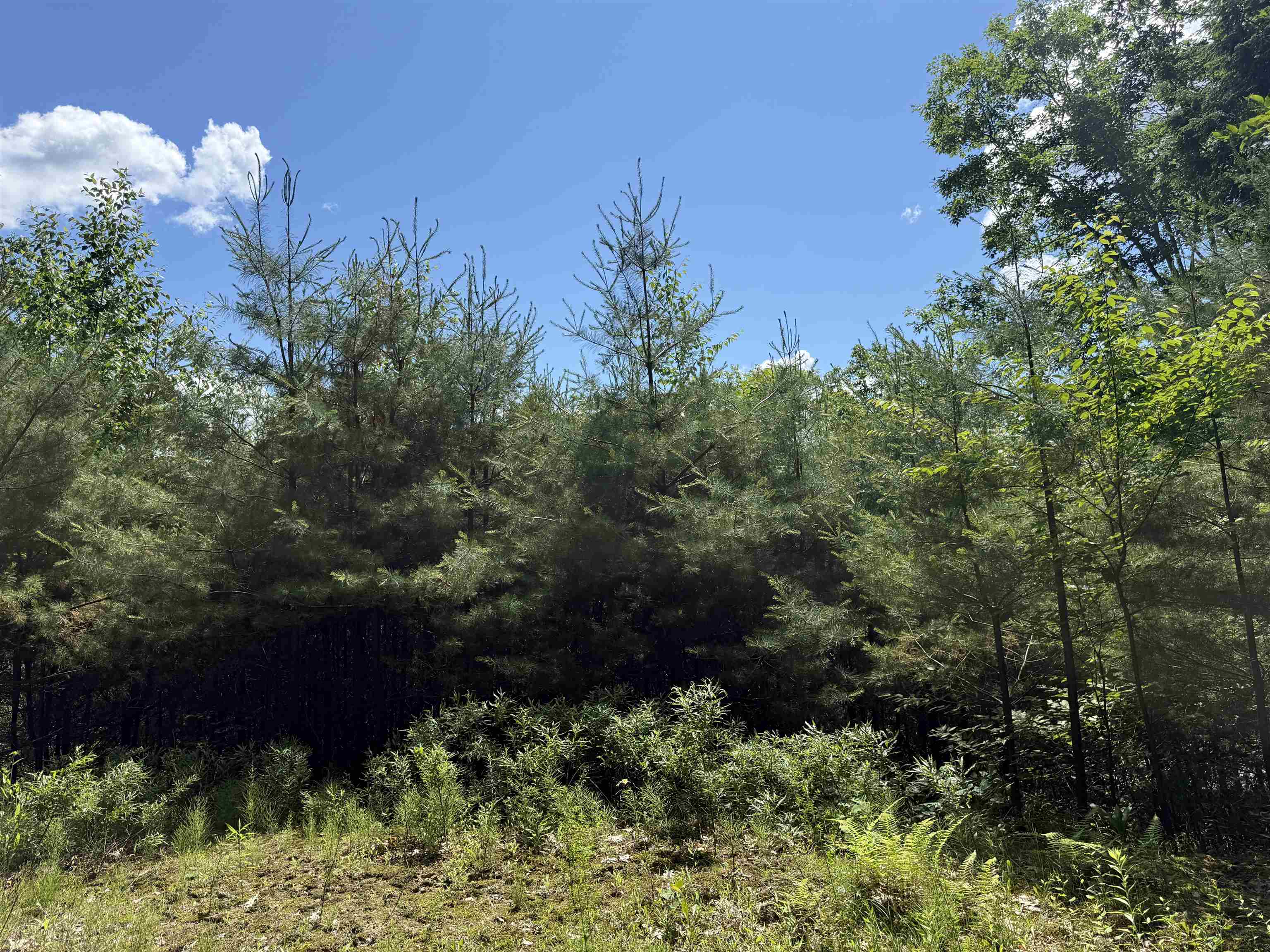 175 Sunset Rock Road Property Photo 20