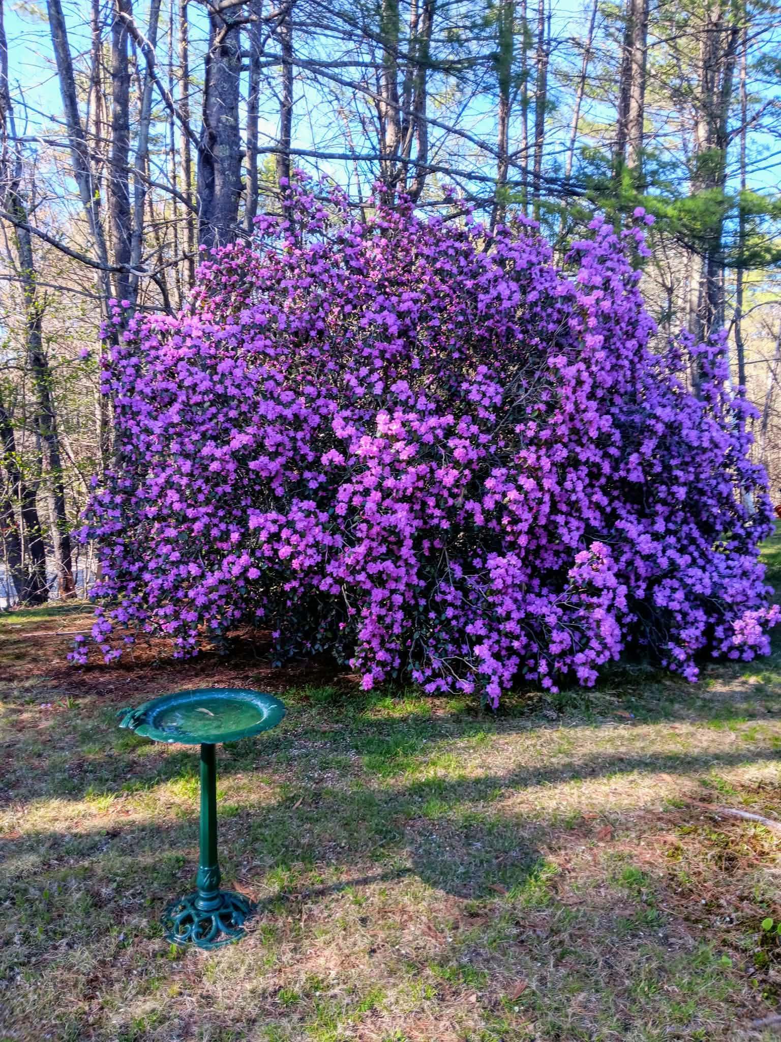2 Ponderosa Park Property Photo 12