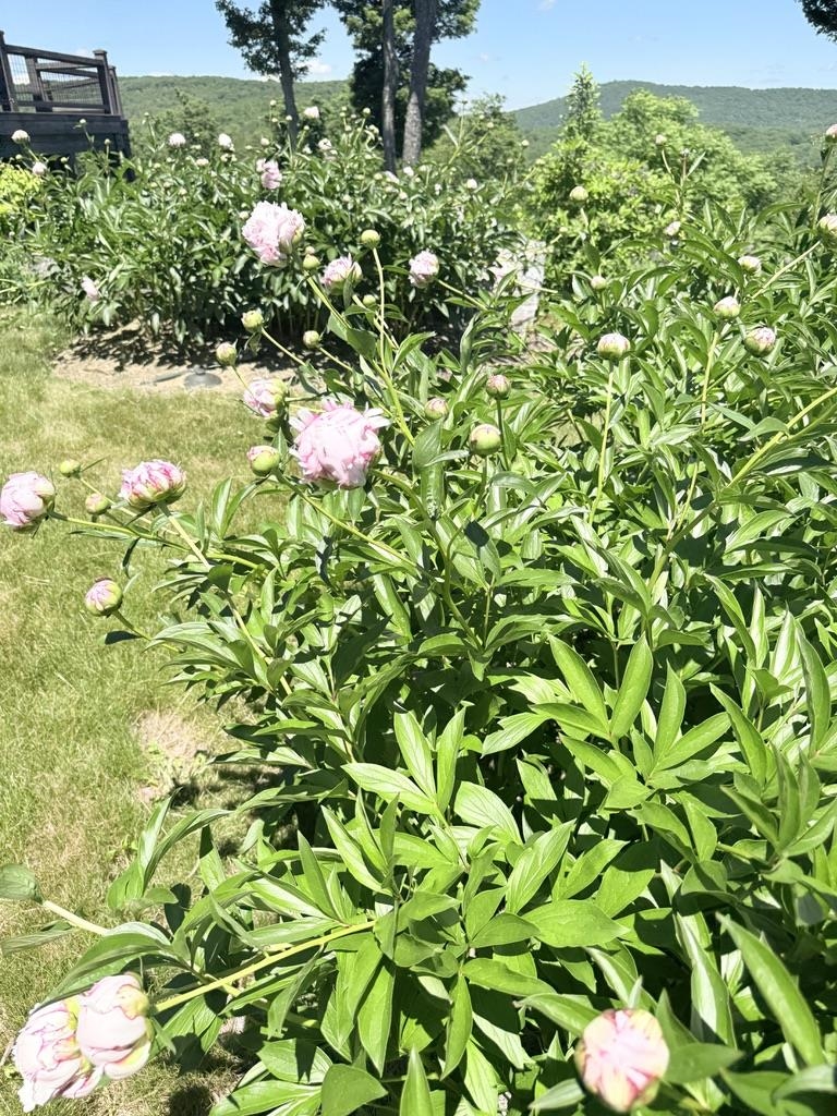 816 Black Bear Road Property Photo 54