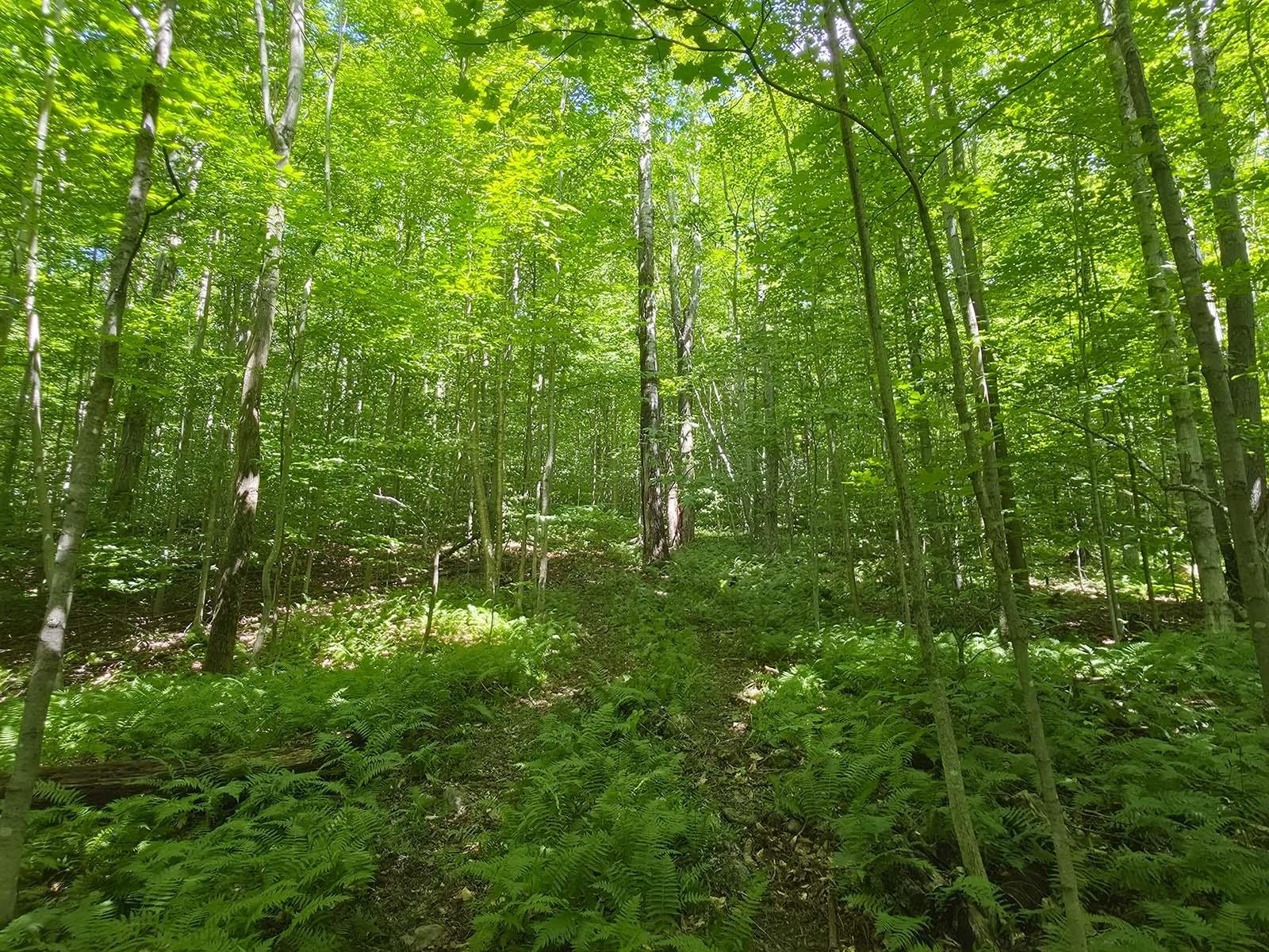 1483 Enosburg Mountain Road Property Photo 39