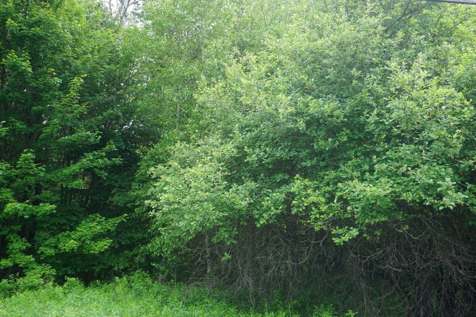 Lot 1 Highbridge Road Property Photo 4