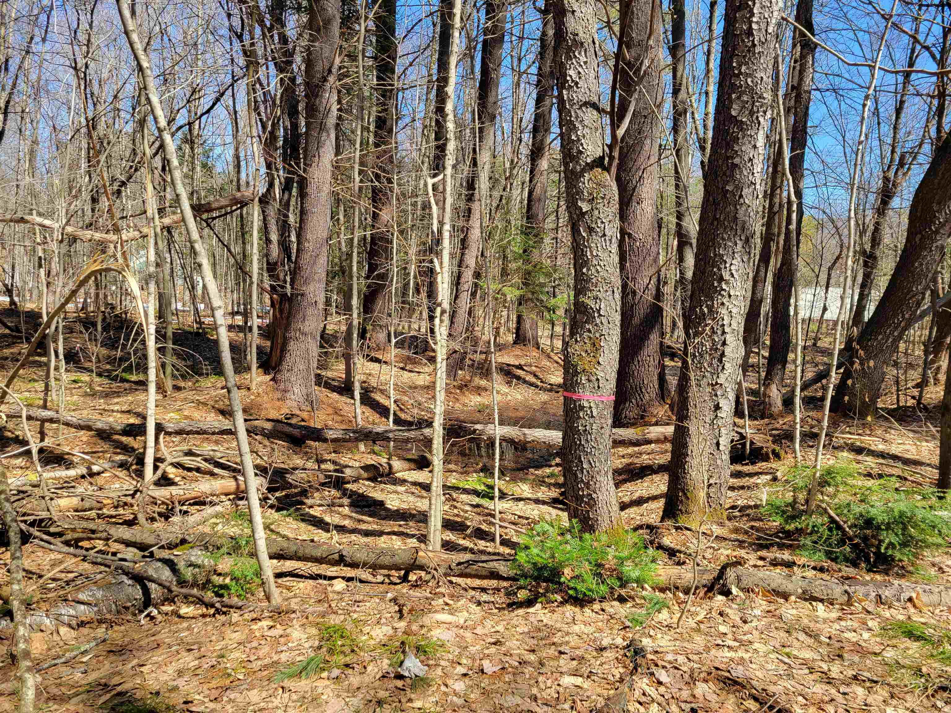 Map 105 Lot 20 Lost River Road Property Photo 5
