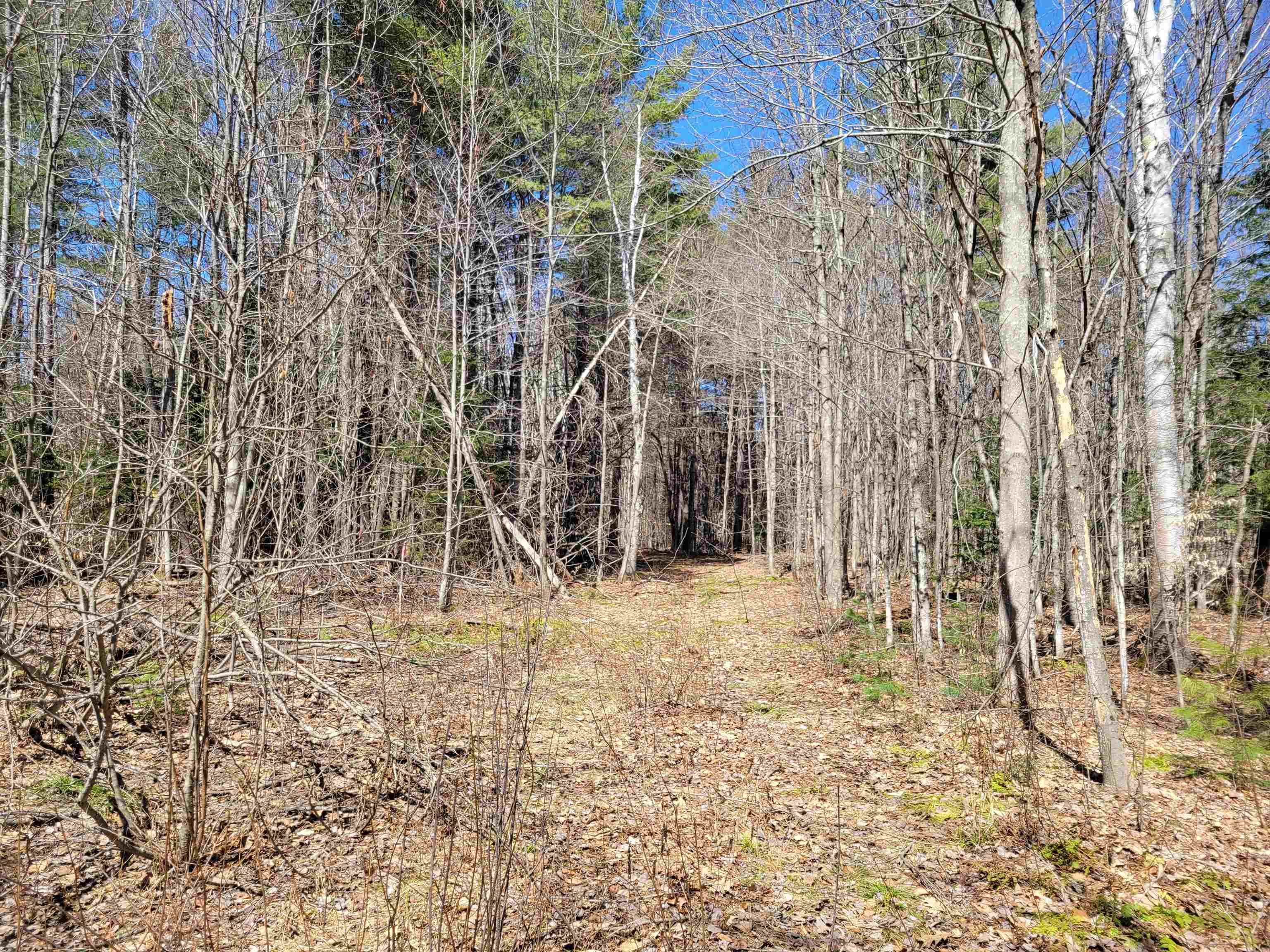 Map 105 Lot 20 Lost River Road Property Photo 6