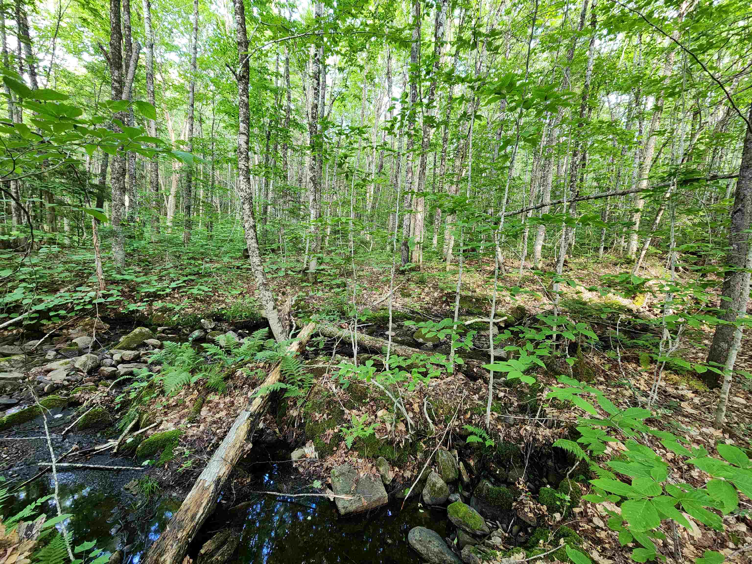000 Hampshire Woods Loop Property Photo 6