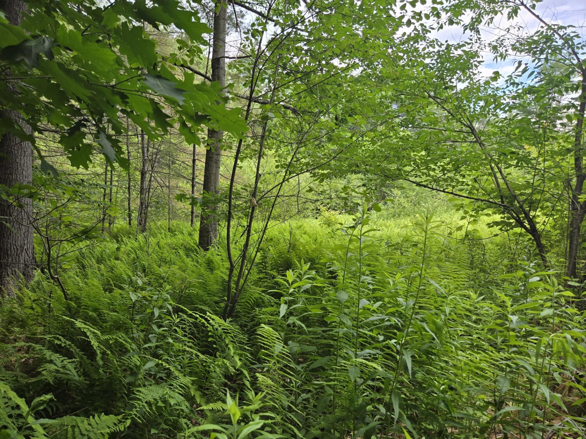 208 Nh Route 3a Property Photo 5