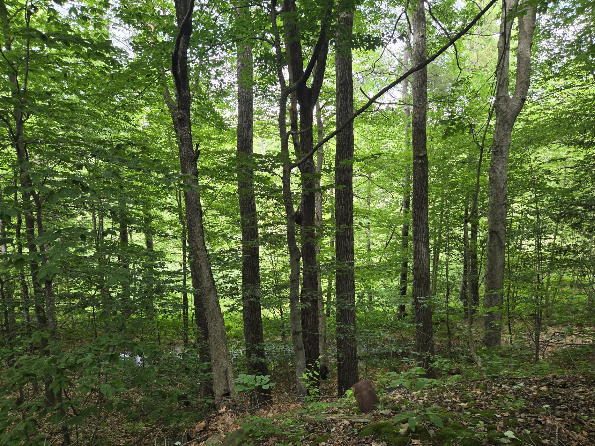 208 Nh Route 3a Property Photo 8