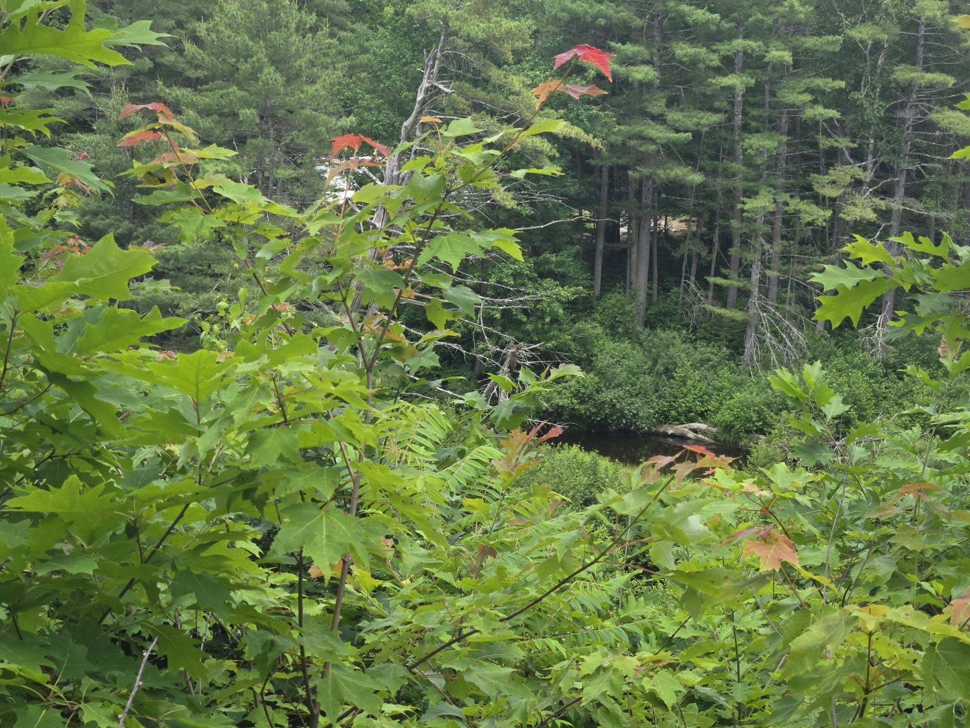 208 Nh Route 3a Property Photo 12