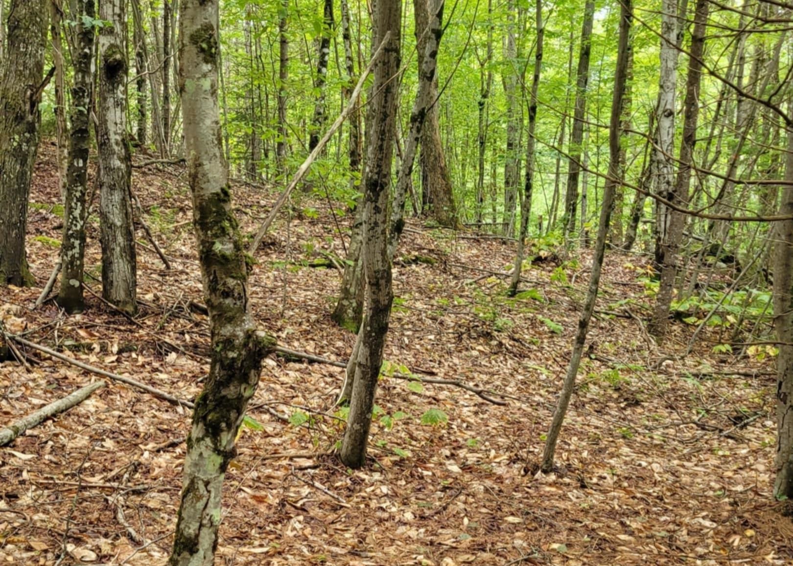 00 Chaos Turnpike Property Photo 13