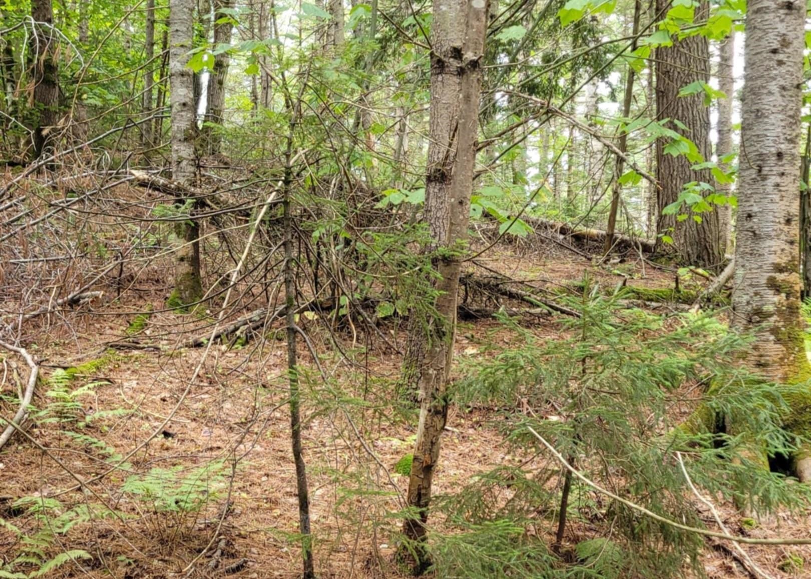 00 Chaos Turnpike Property Photo 14