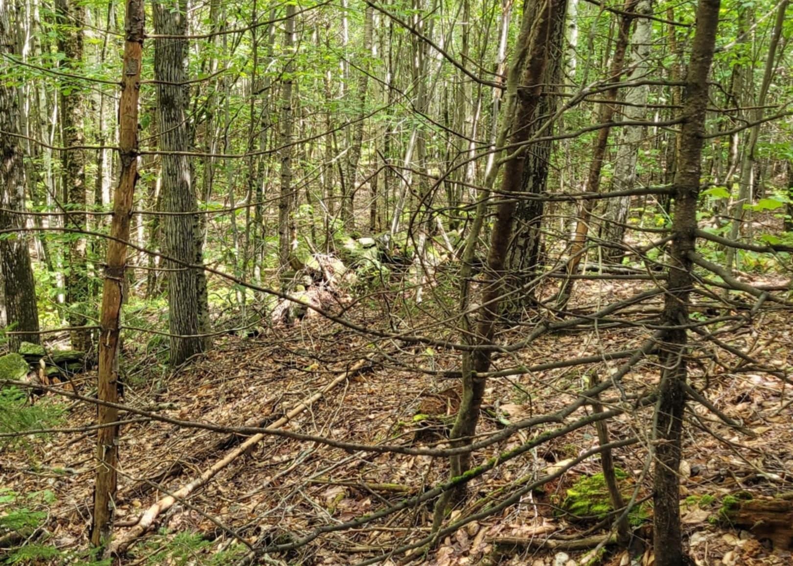 00 Chaos Turnpike Property Photo 15