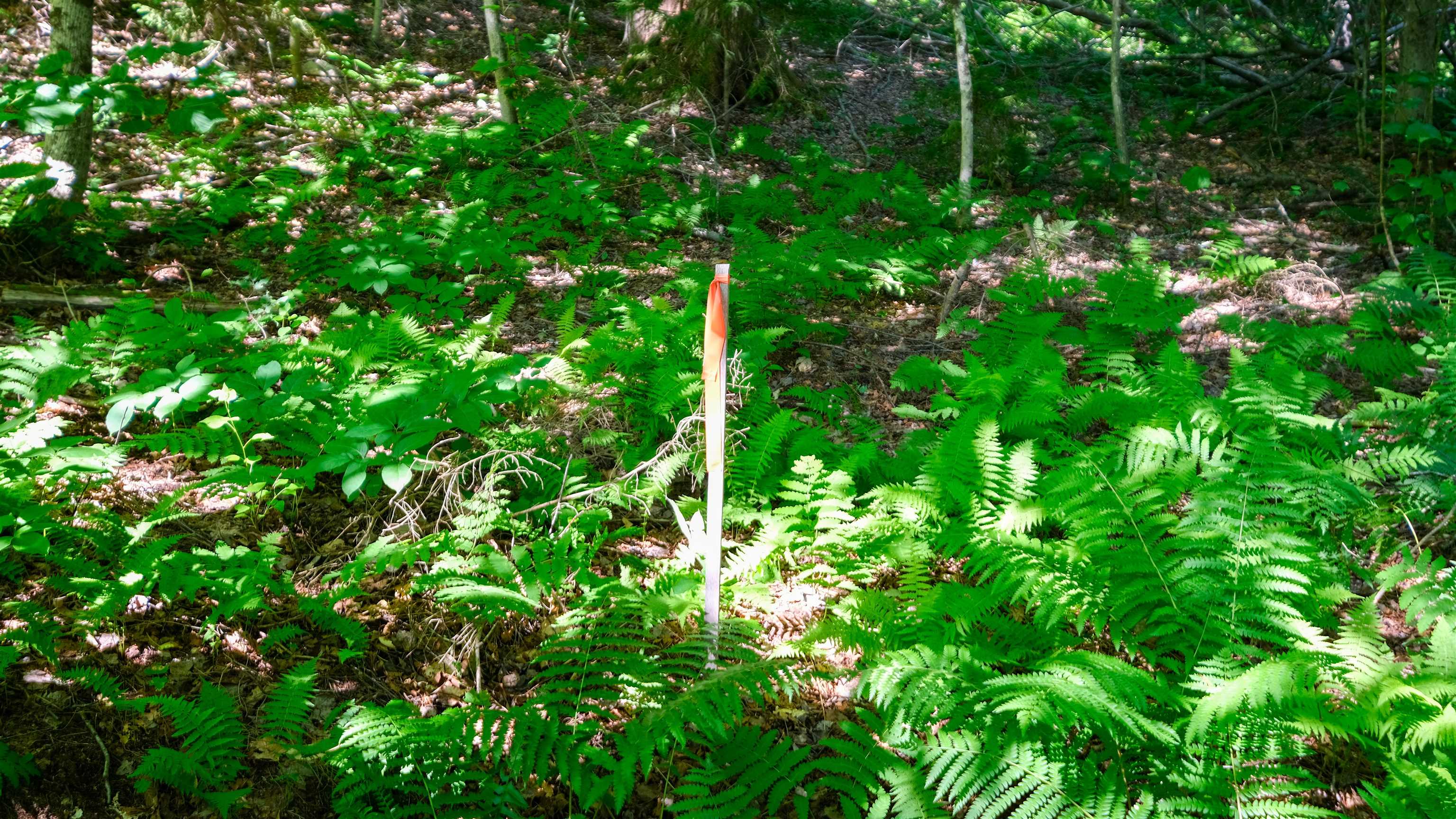 0 Berry Patch Lane Property Photo 15