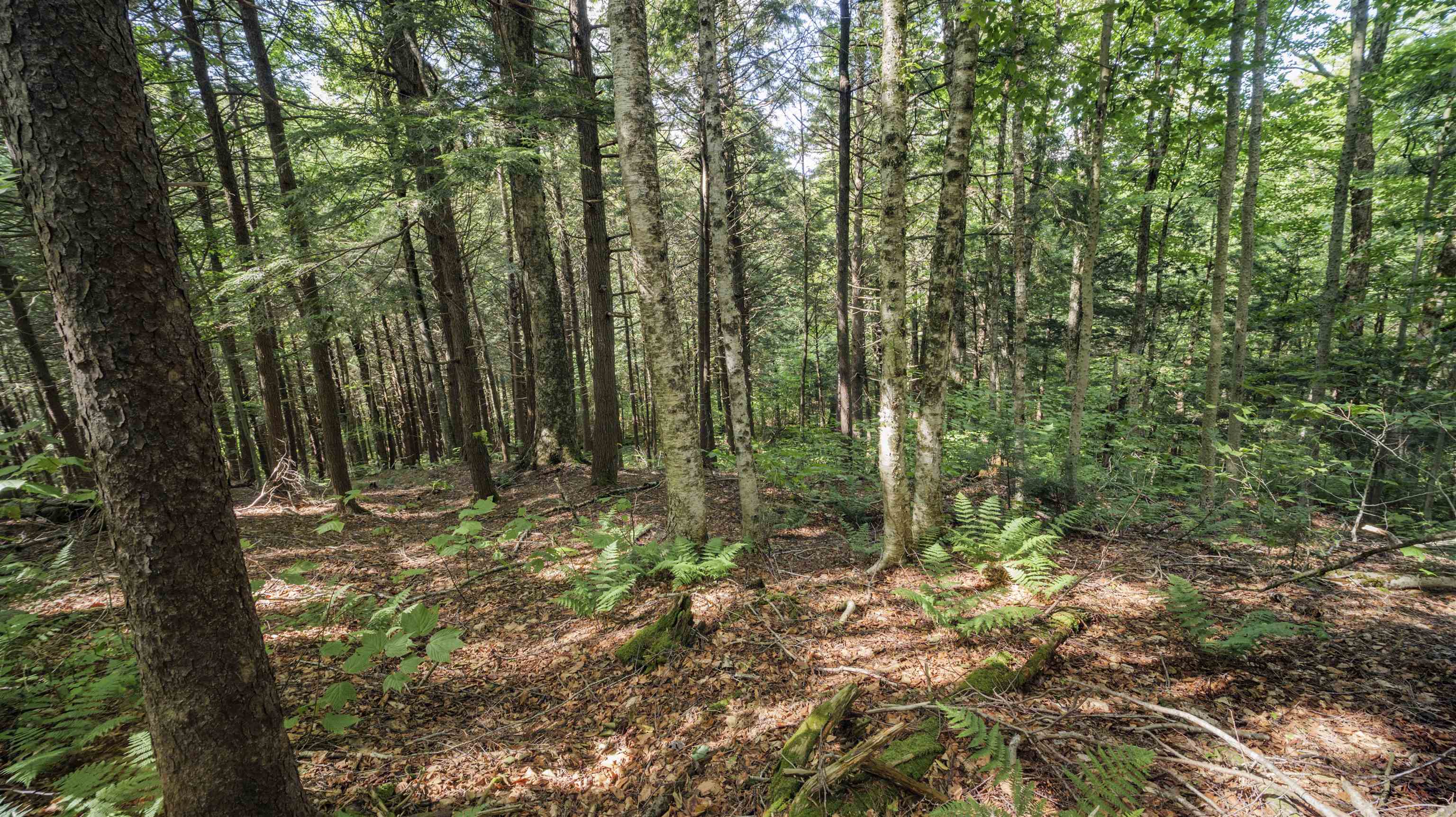 00 Ryder Pond Road Property Photo 6
