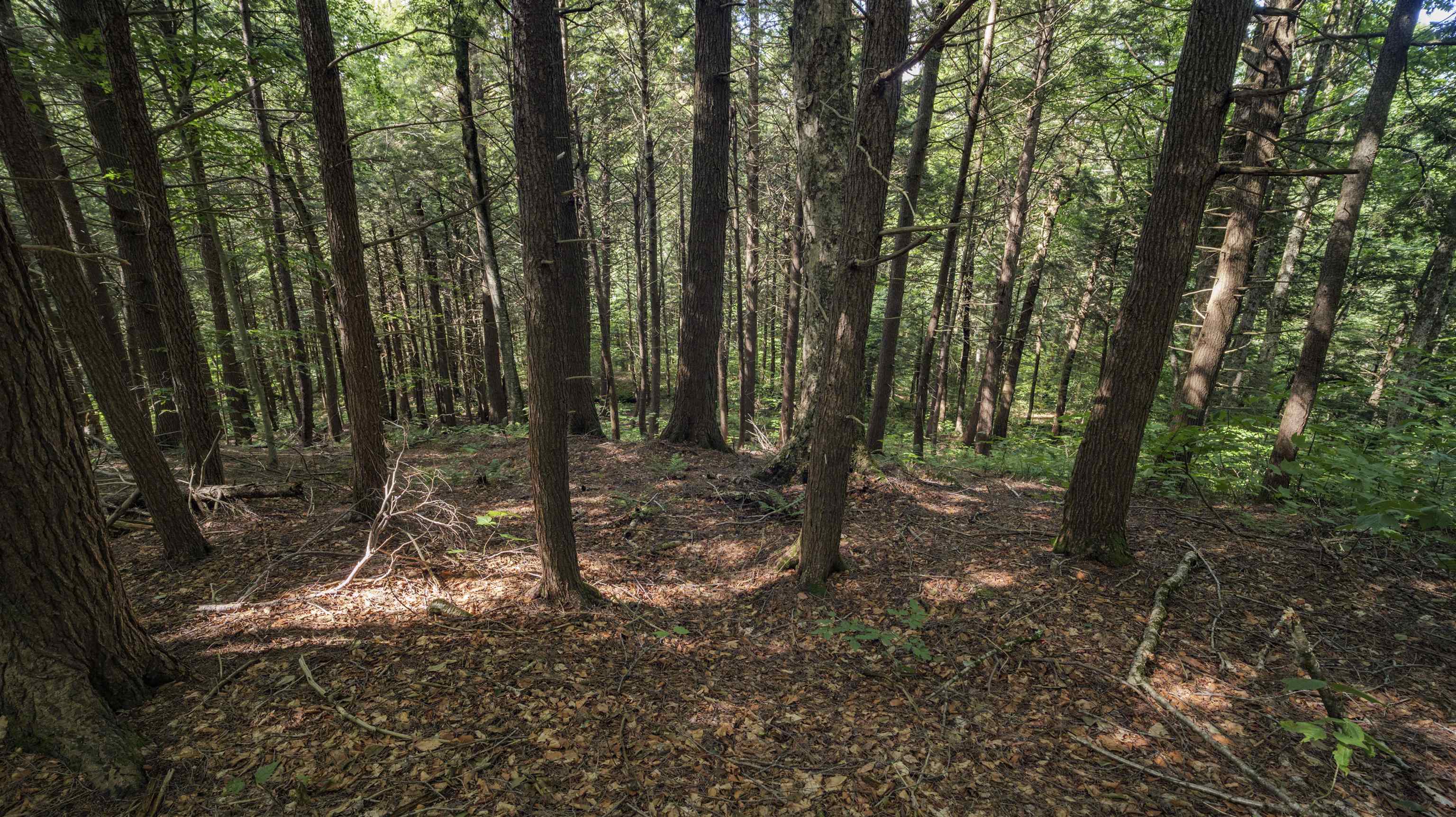 00 Ryder Pond Road Property Photo 7