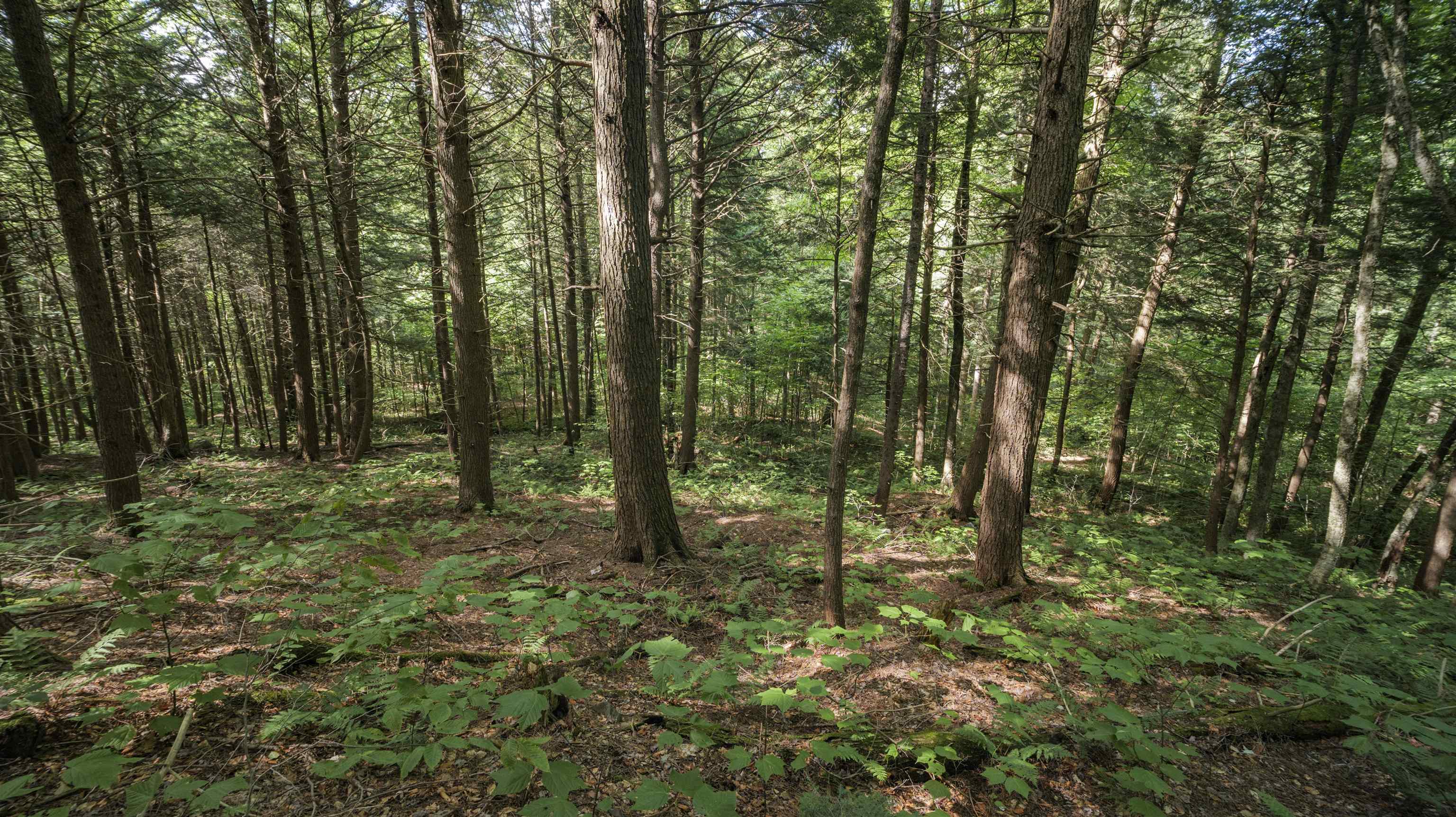 00 Ryder Pond Road Property Photo 8