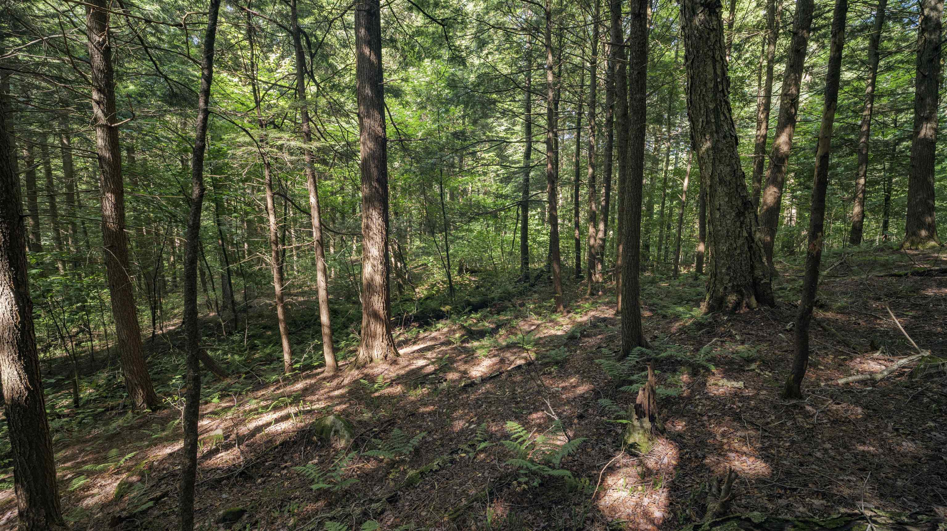 00 Ryder Pond Road Property Photo 9
