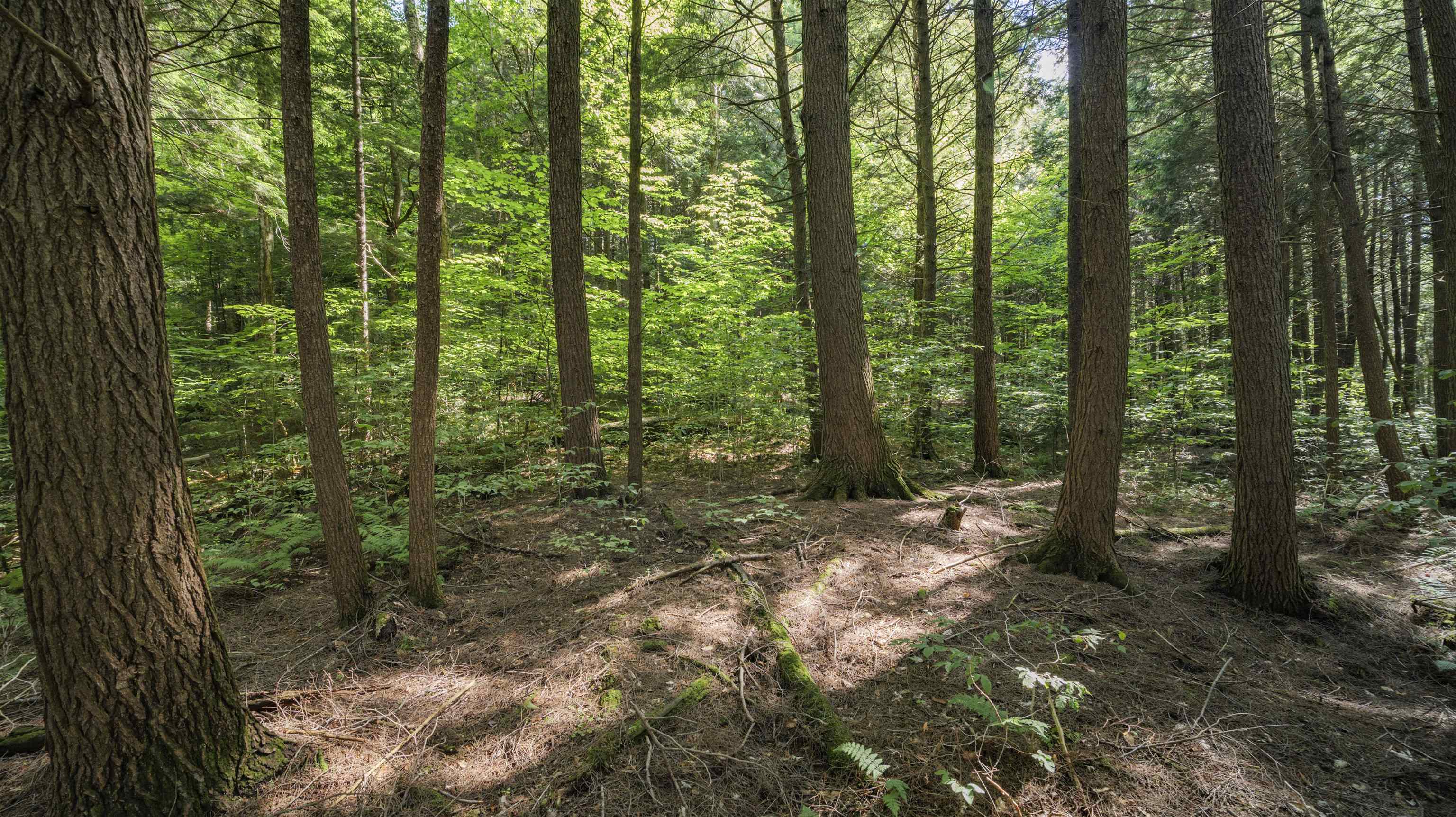 00 Ryder Pond Road Property Photo 13