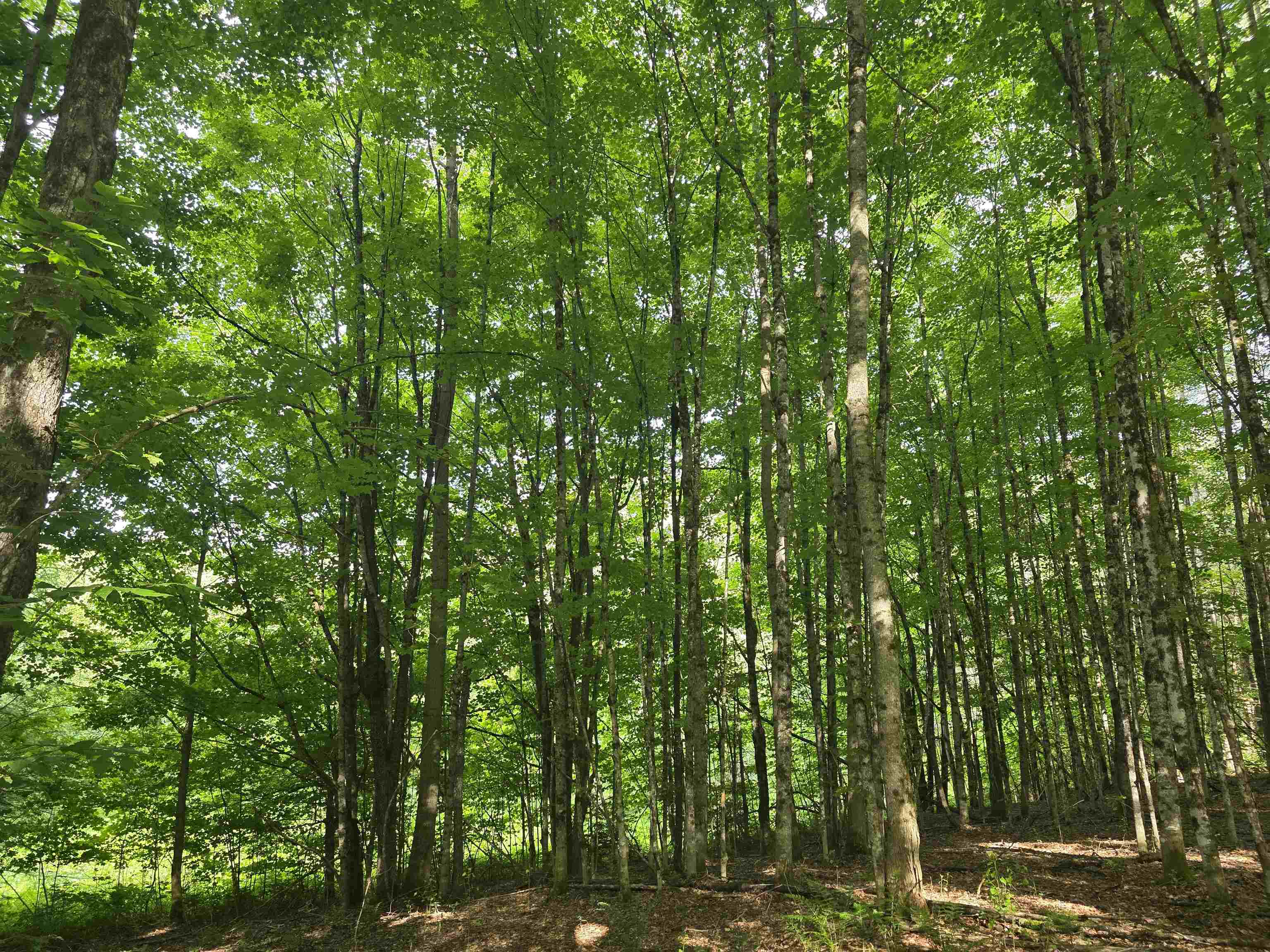 2001 Keiser Pond Road Property Photo 10