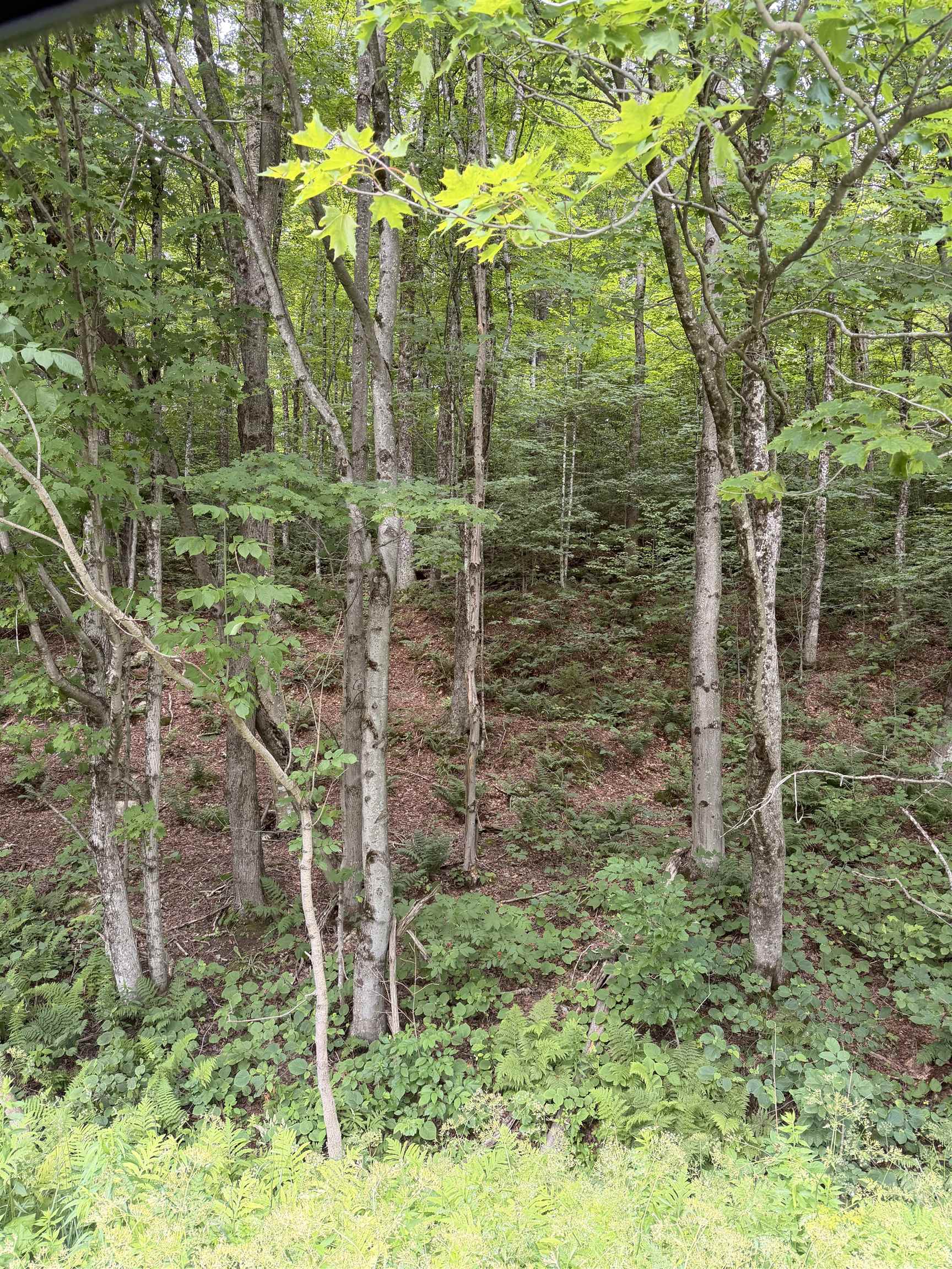 0 Route 100 Property Photo 7