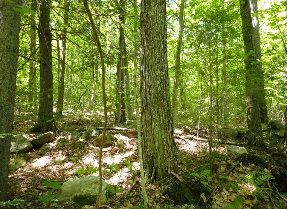 0 Black Bear Road Property Photo 9