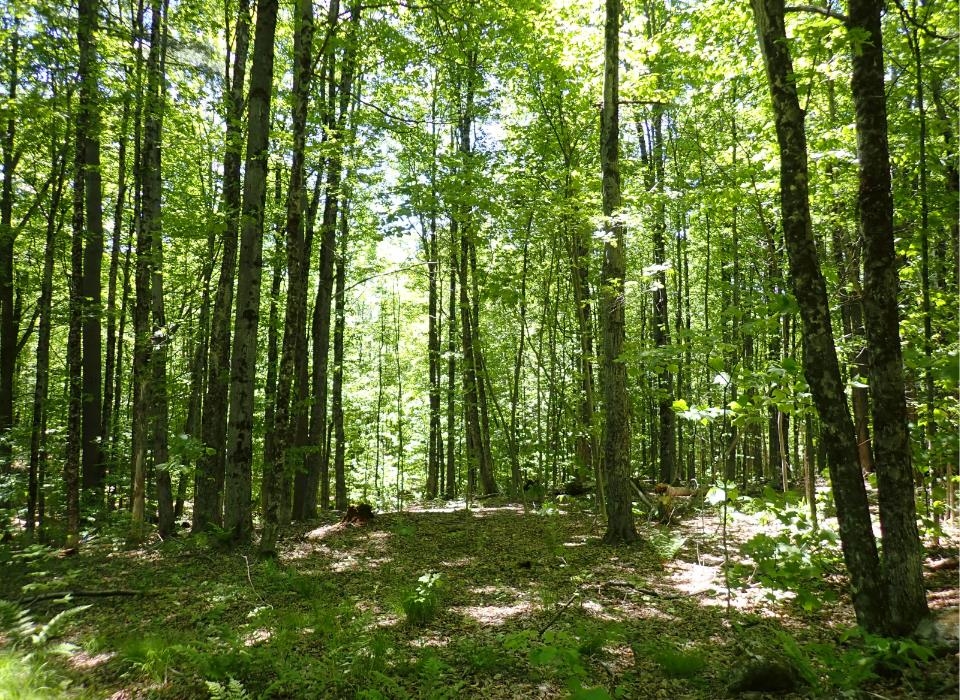 0 Black Bear Road Property Photo 11