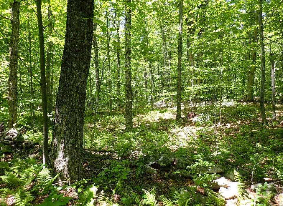 0 Black Bear Road Property Photo 14