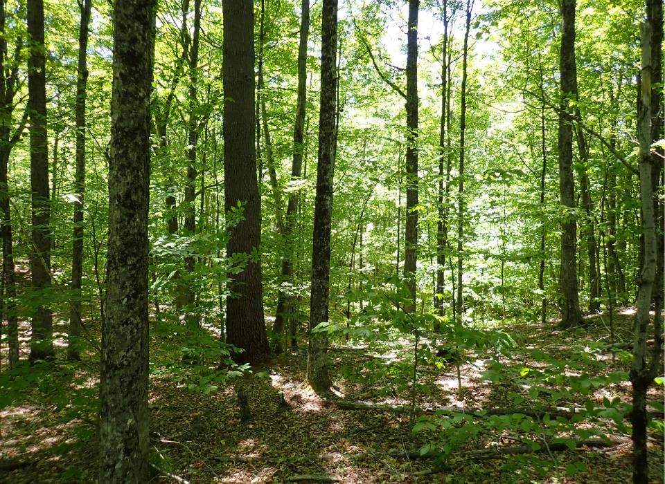 0 Black Bear Road Property Photo 17