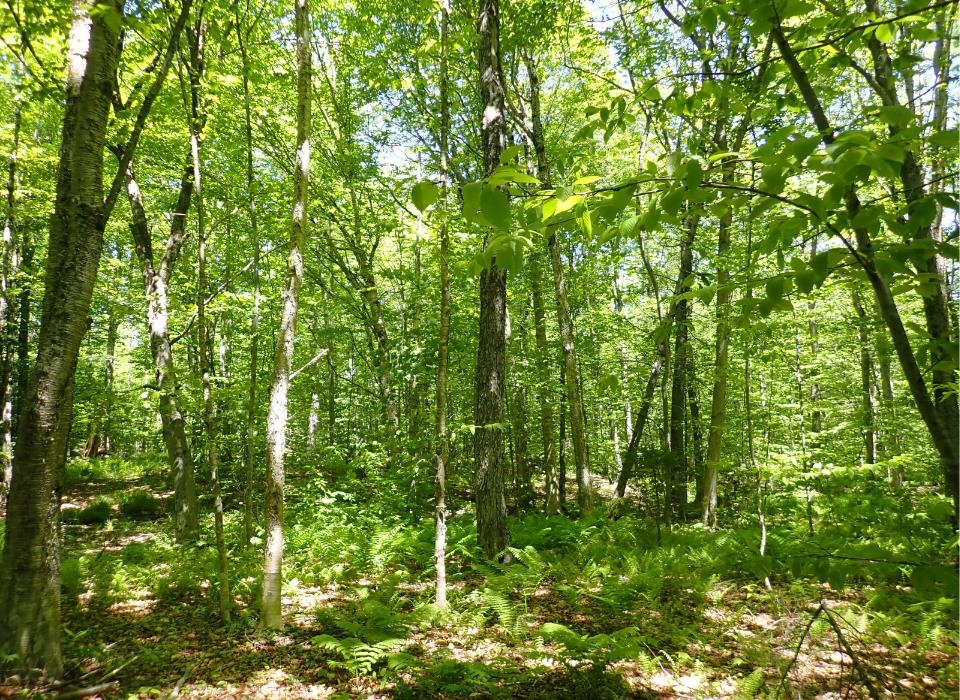 0 Black Bear Road Property Photo 20