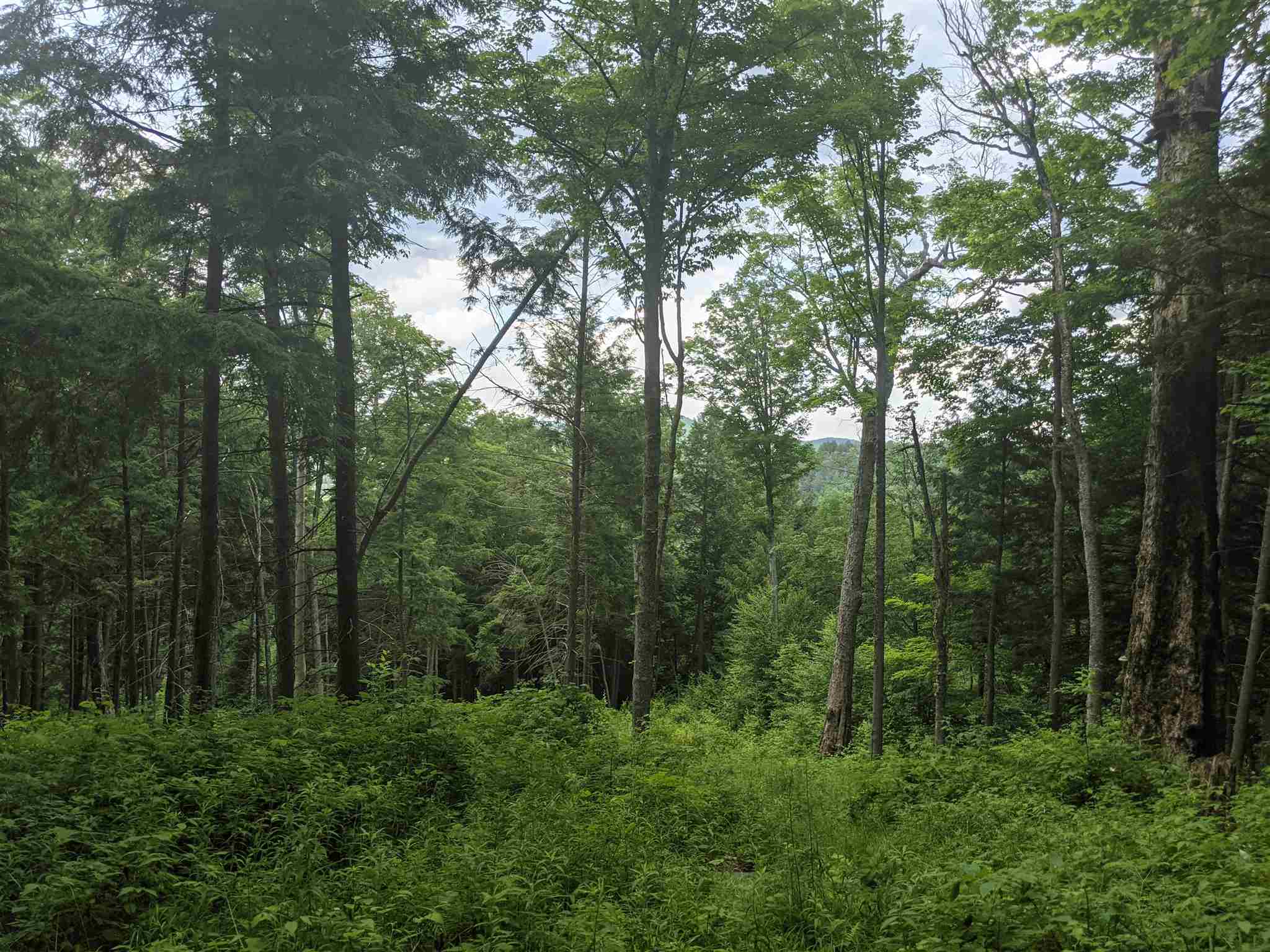 3941 Severance Hill Road Property Photo 19